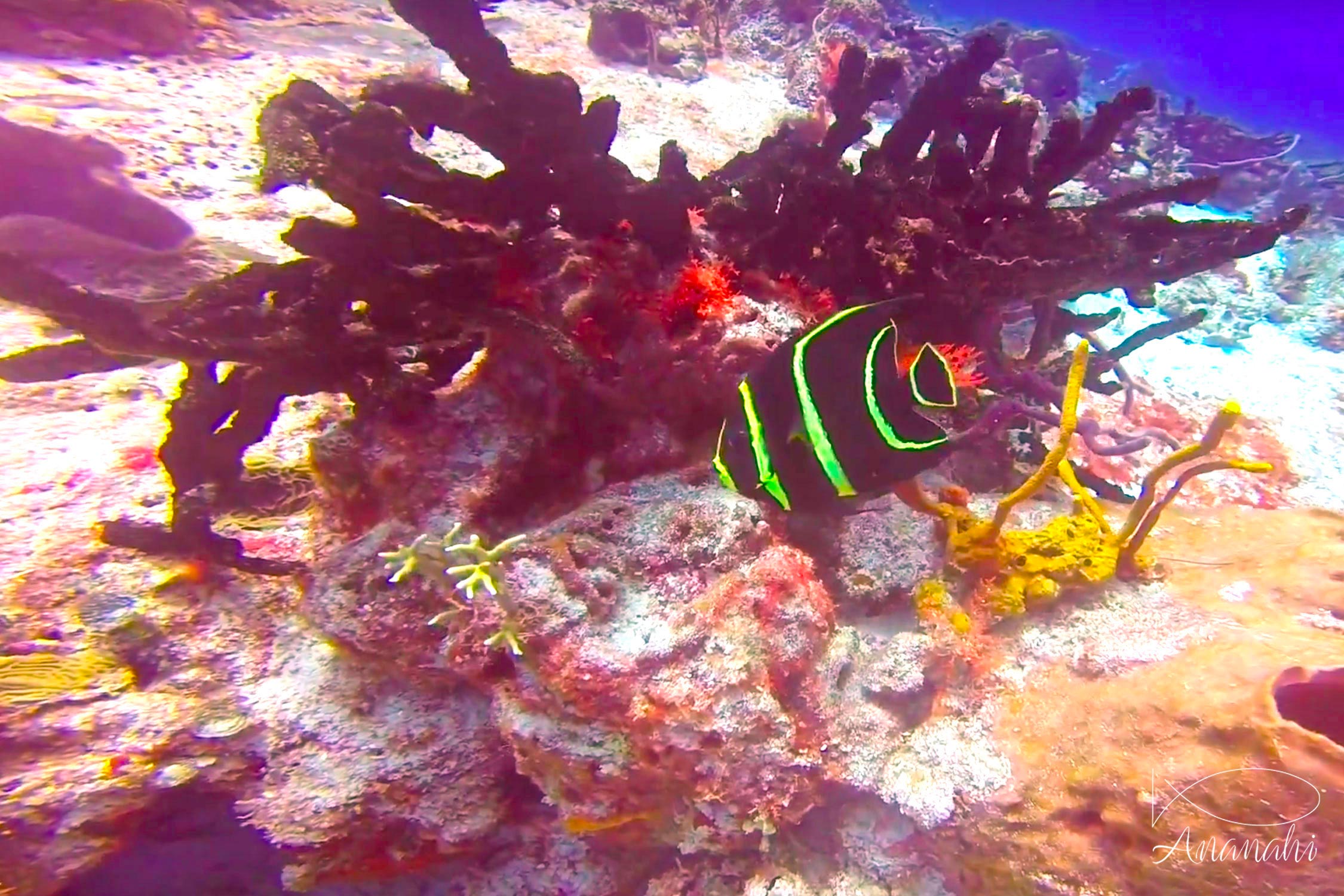 Juvenile french angelfish of Mexico