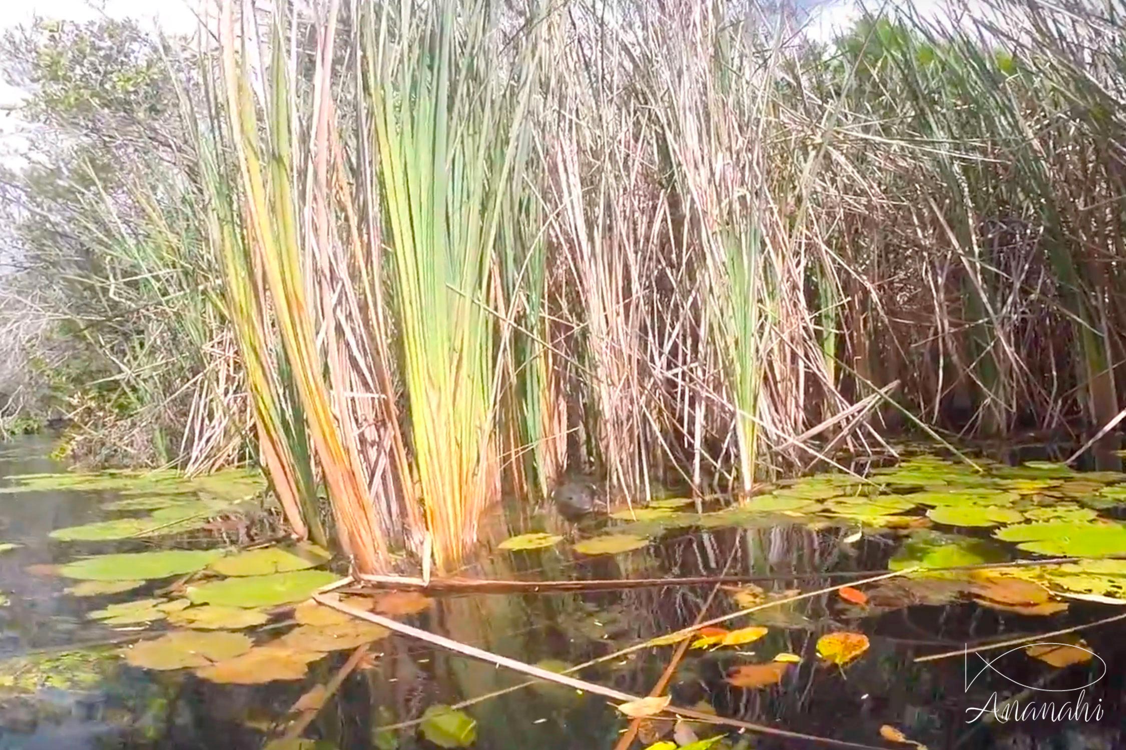 Juvenile american crocodile of Mexico