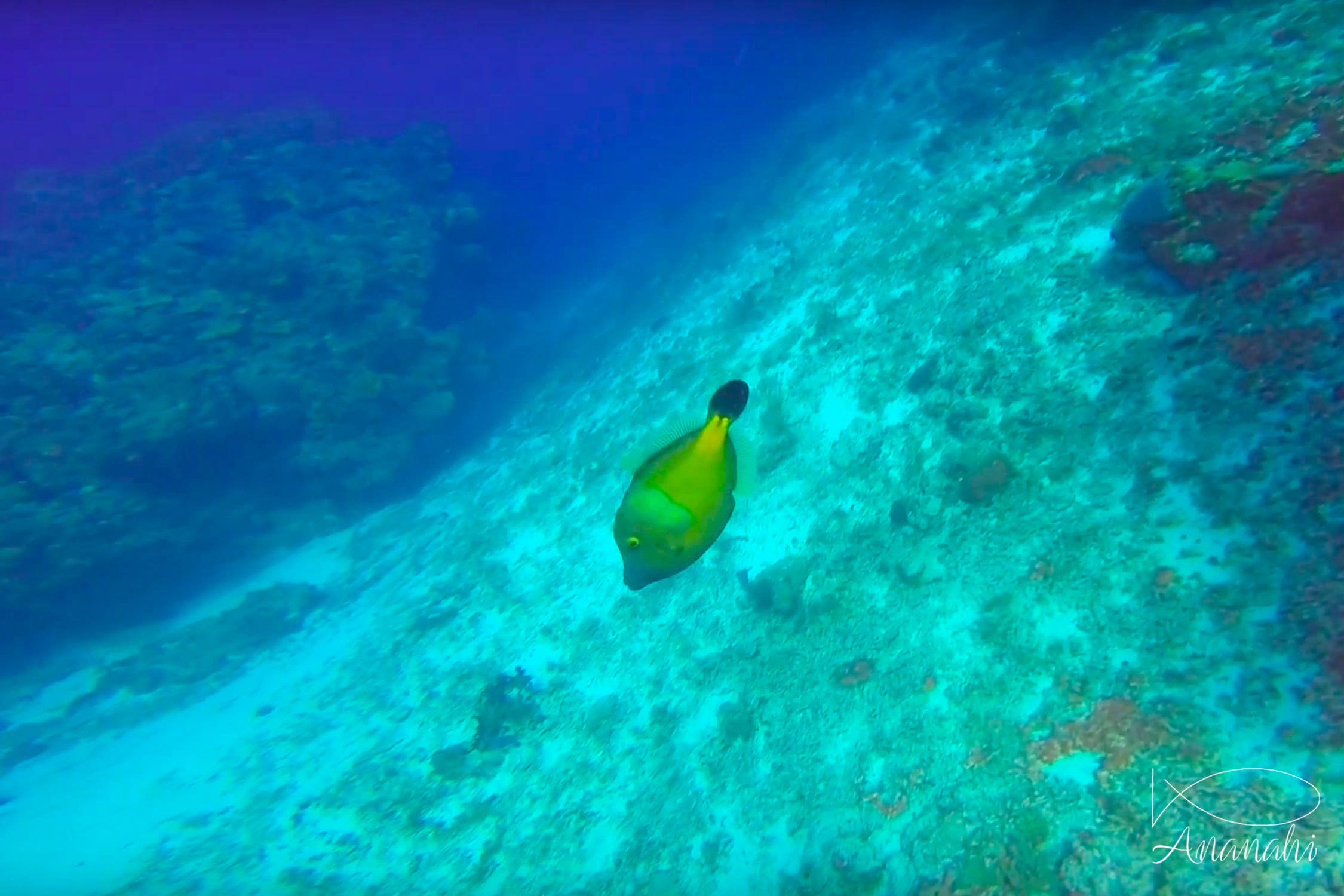 American whitespotted filefish of Mexico