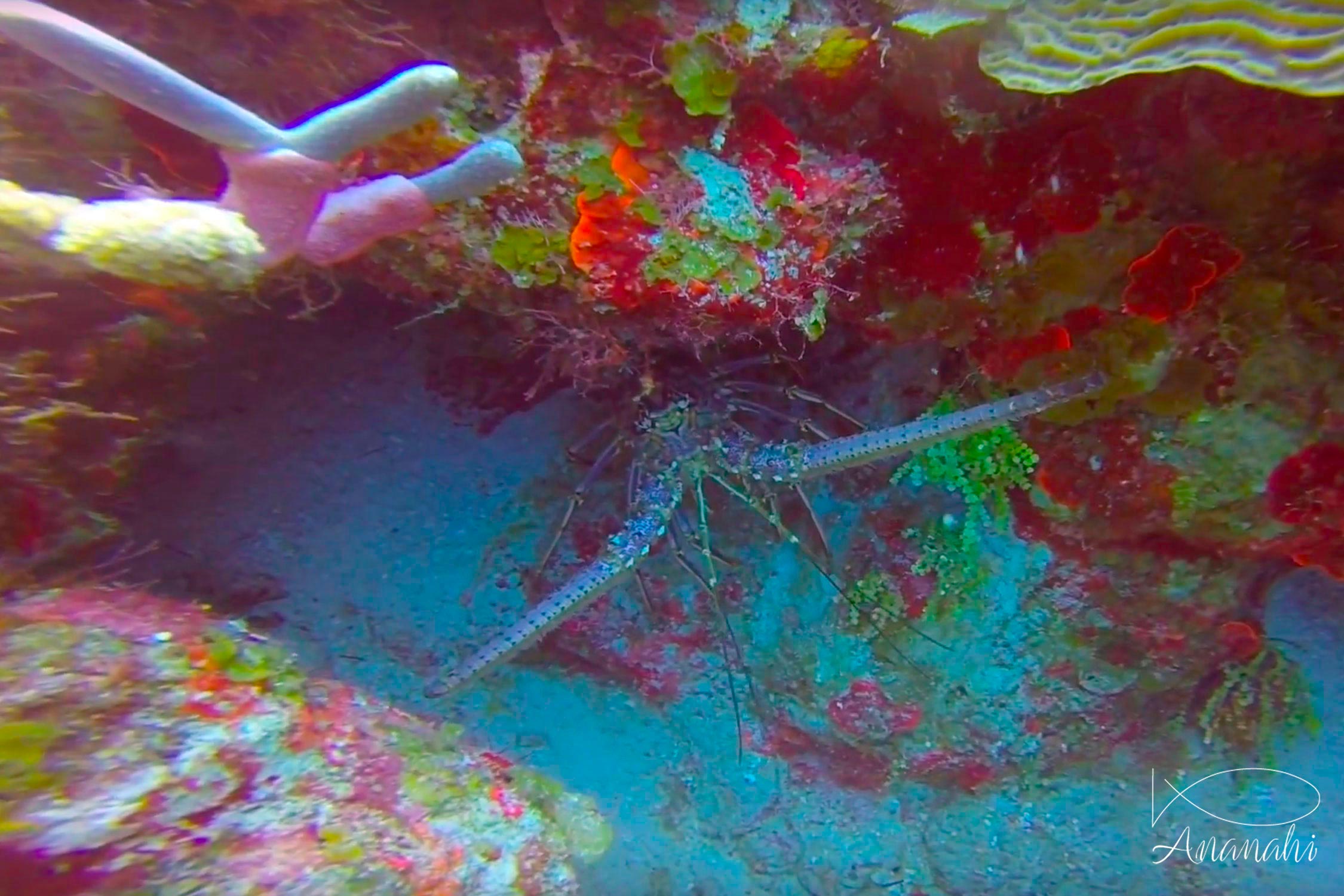 Painted rock lobster of Mexico