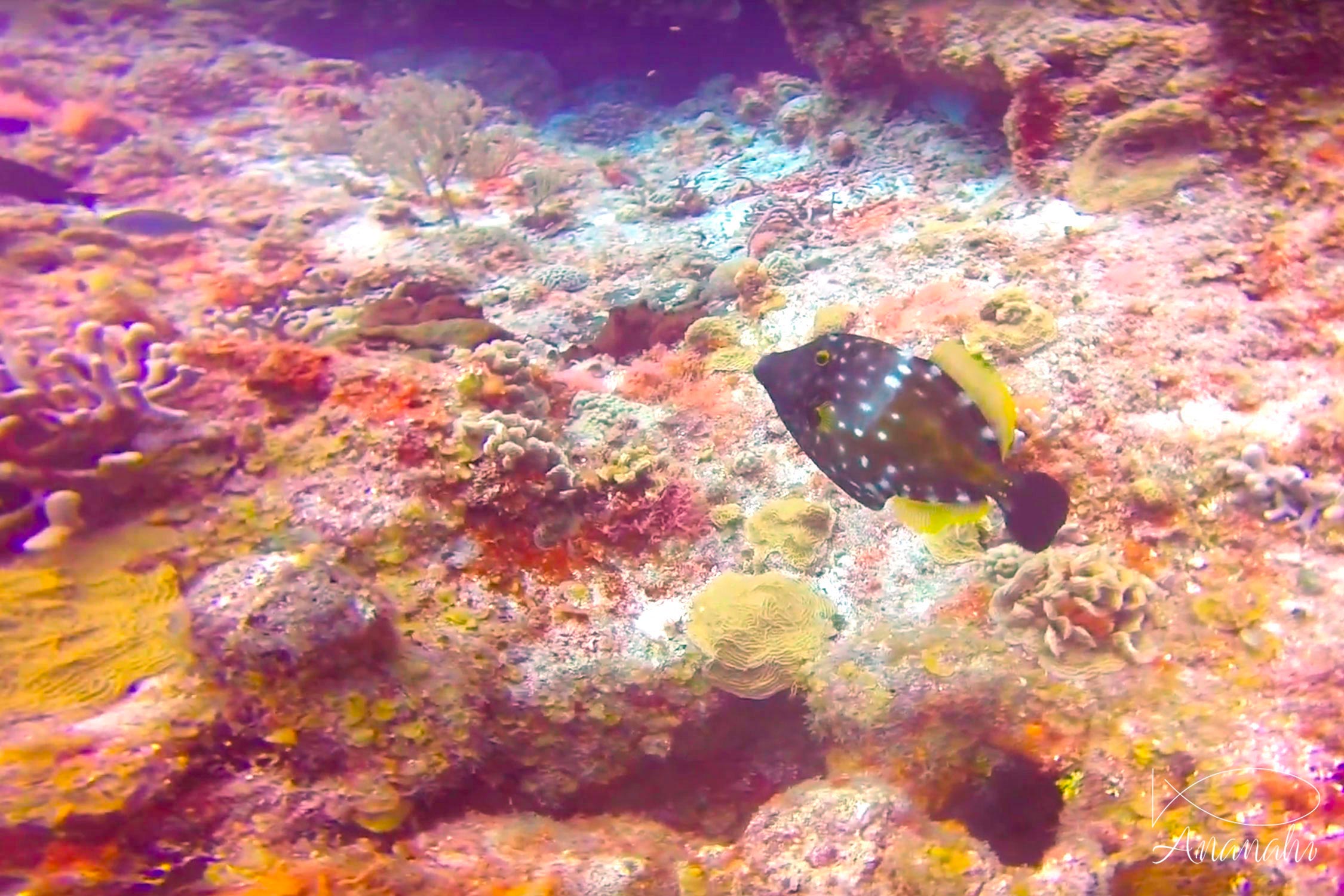 American whitespotted filefish of Mexico