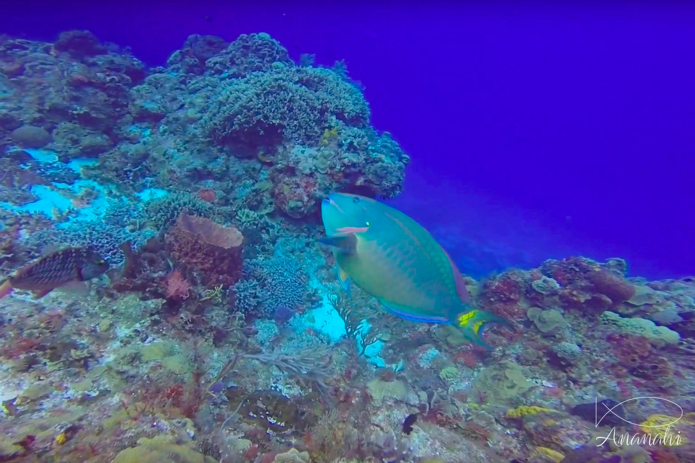 Common parrotfish of Mexico