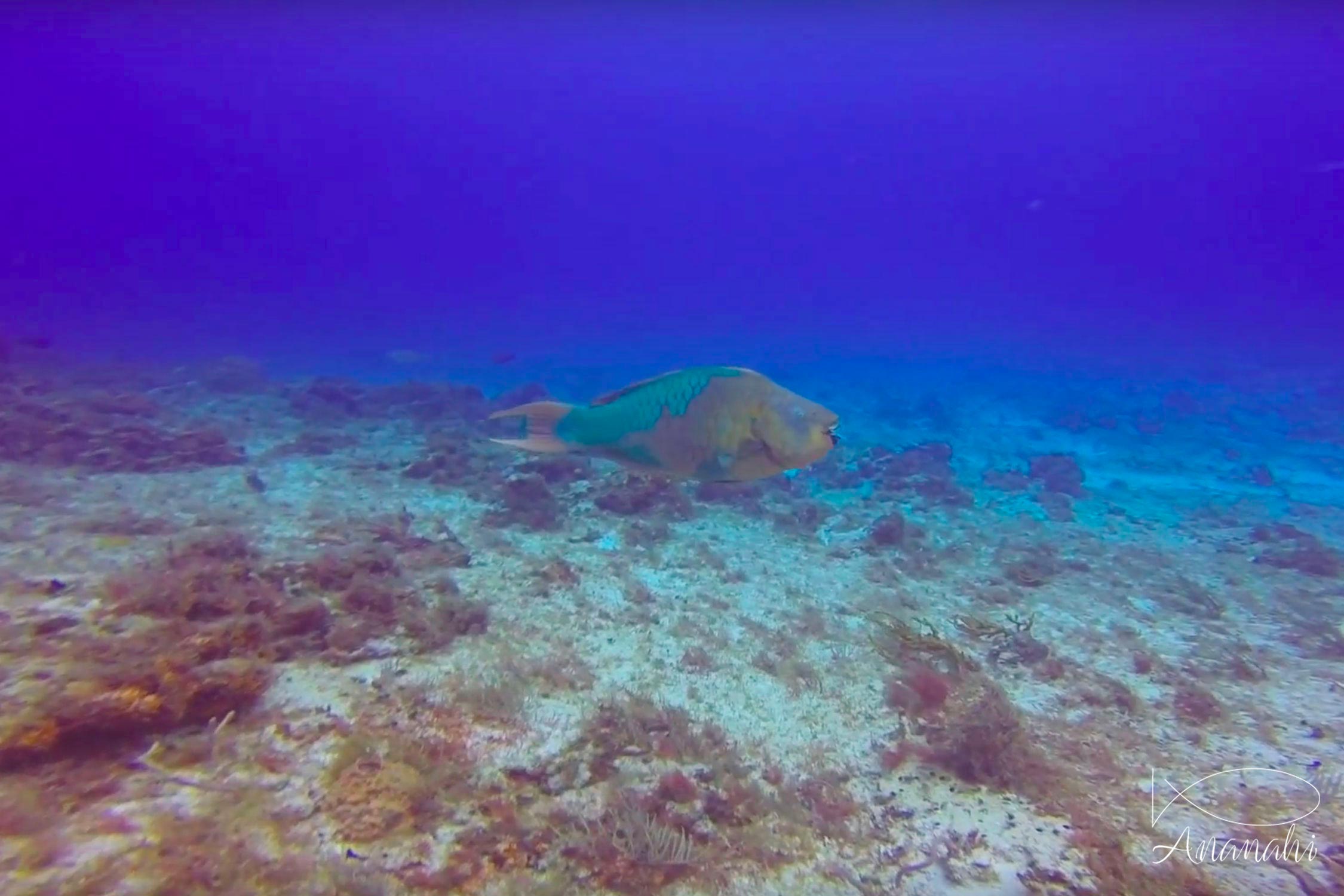 Rainbow parrotfish of Mexico