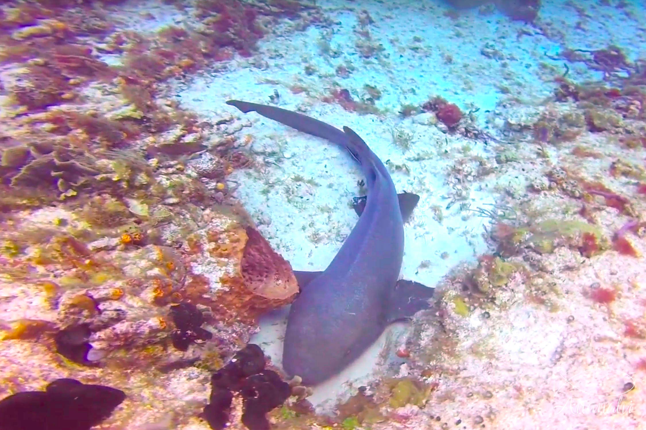 Tawny nurse shark of Mexico