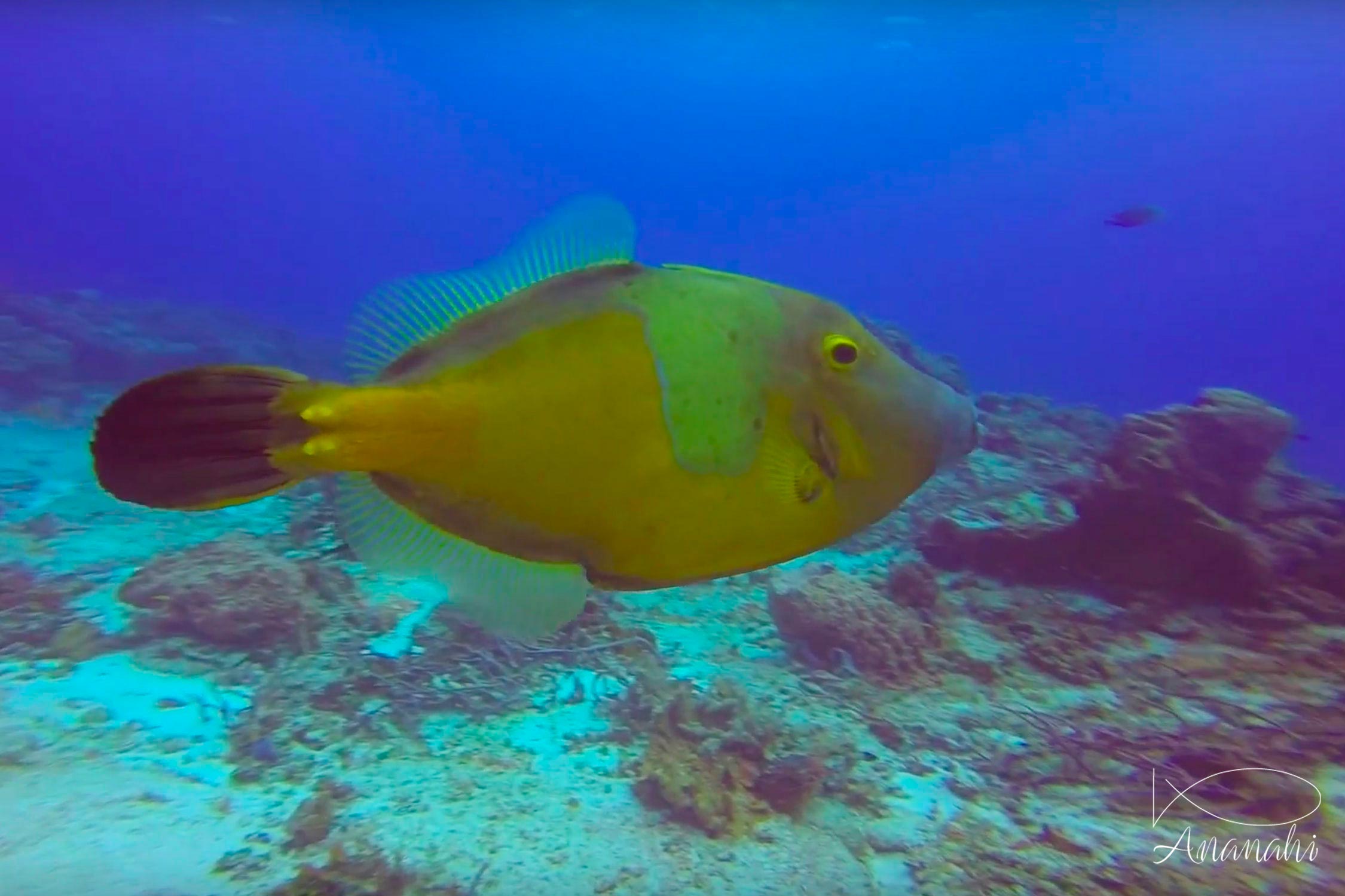 American whitespotted filefish of Mexico