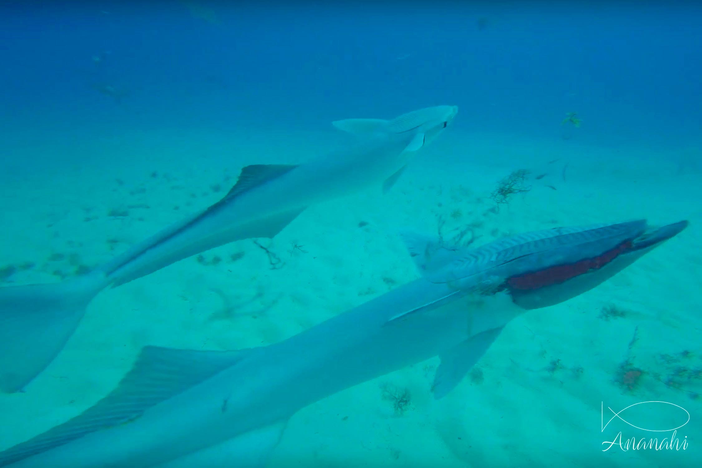 Sharksucker of Mexico