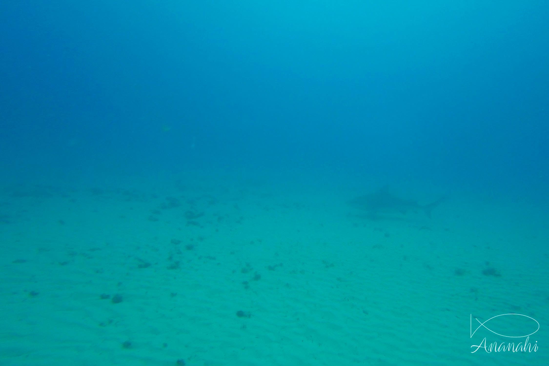 Bull shark of Mexico