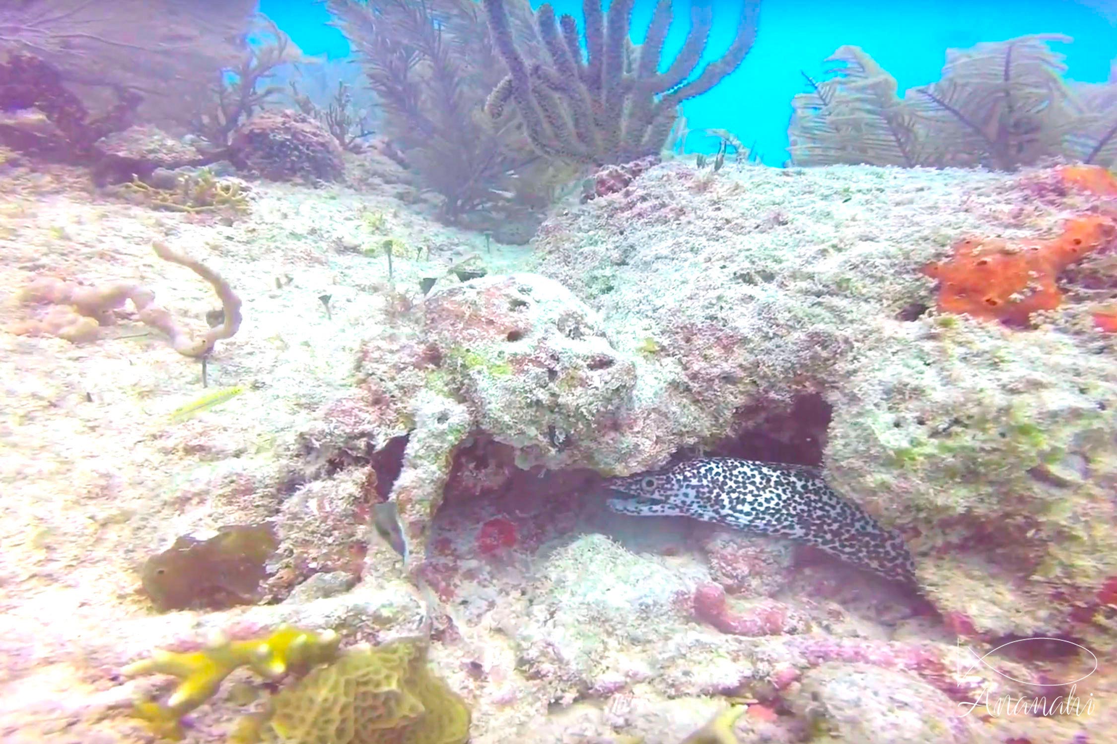 Guineafowl moray of Mexico