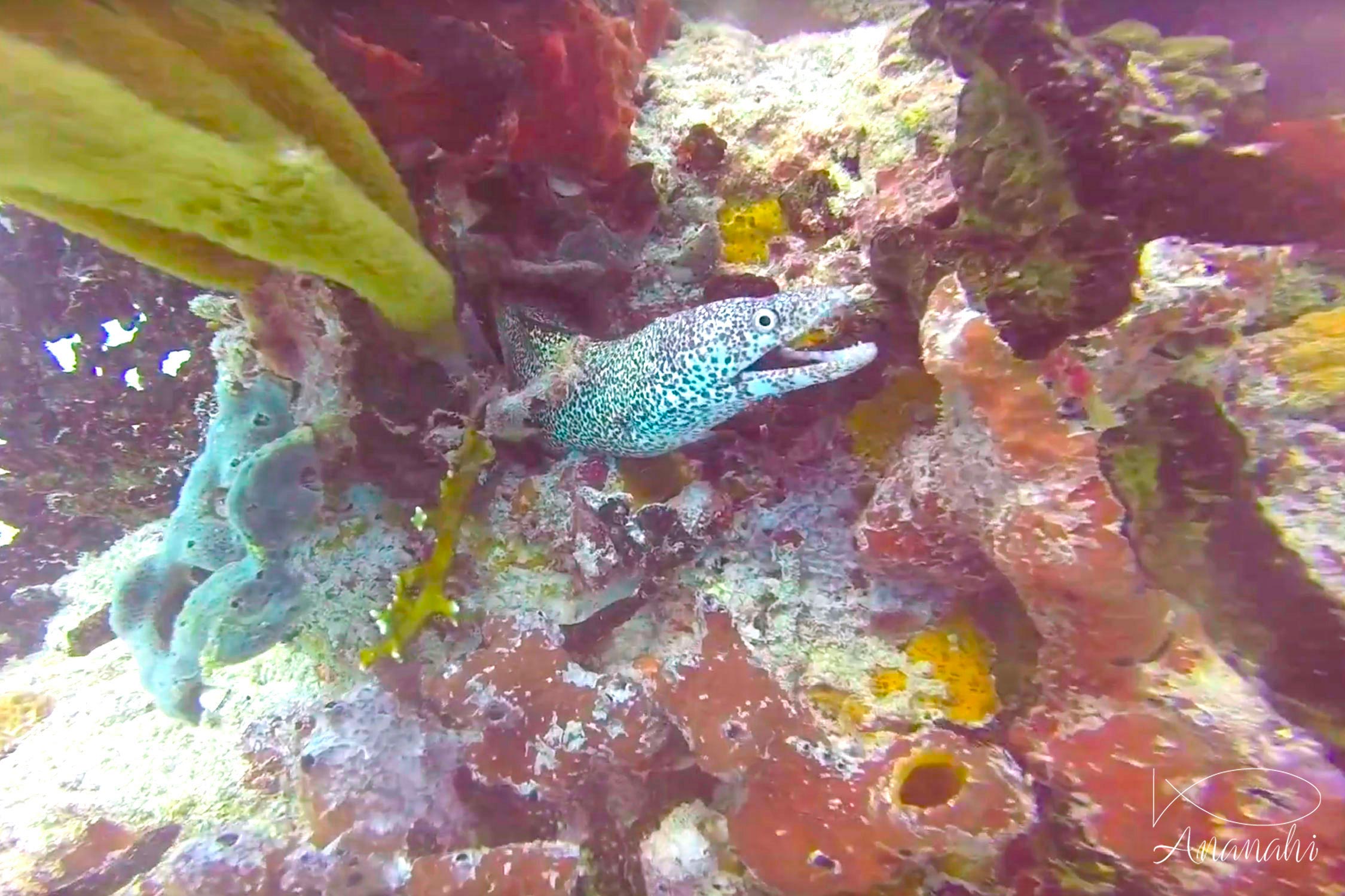 Guineafowl moray of Mexico