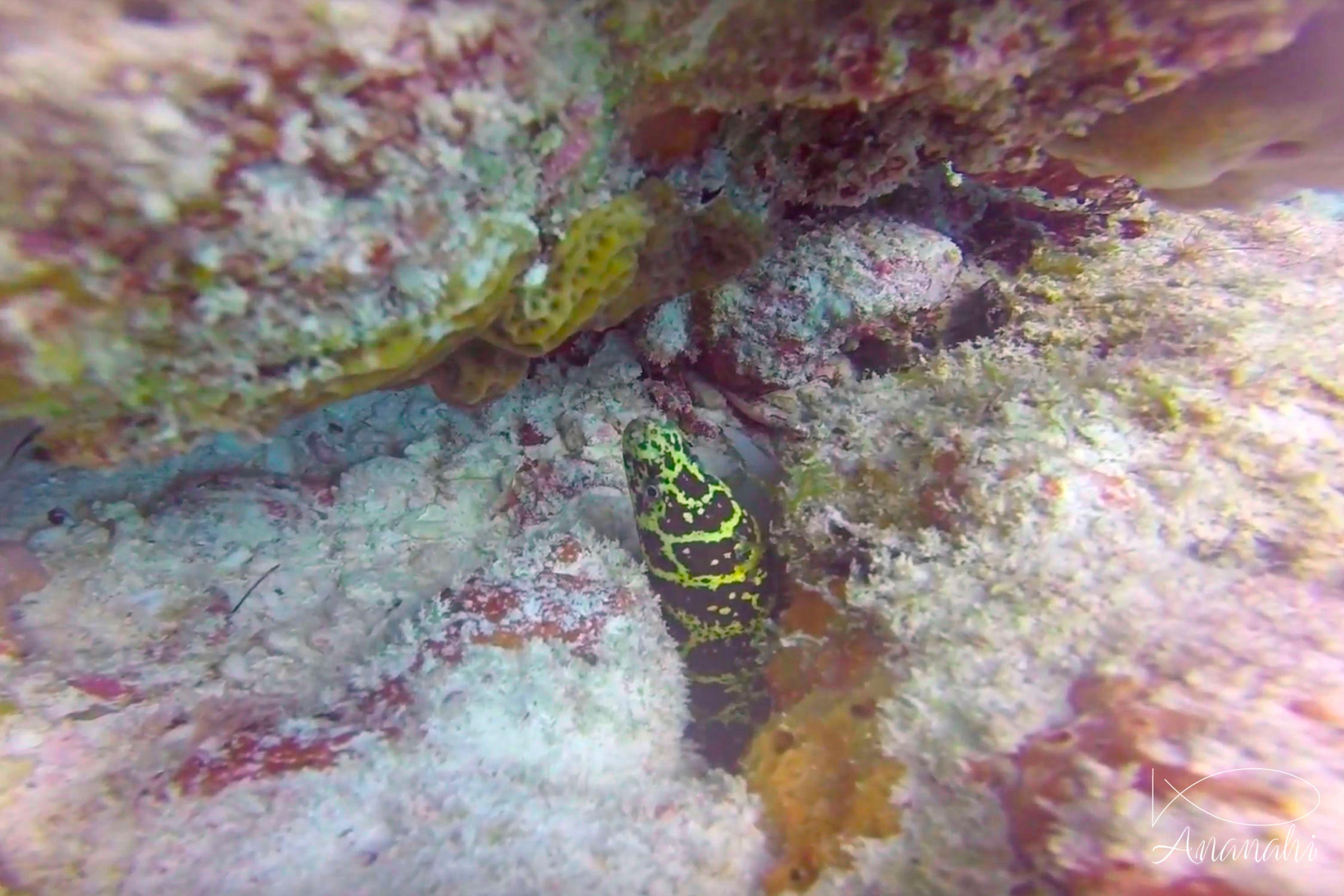 Chain moray of Mexico