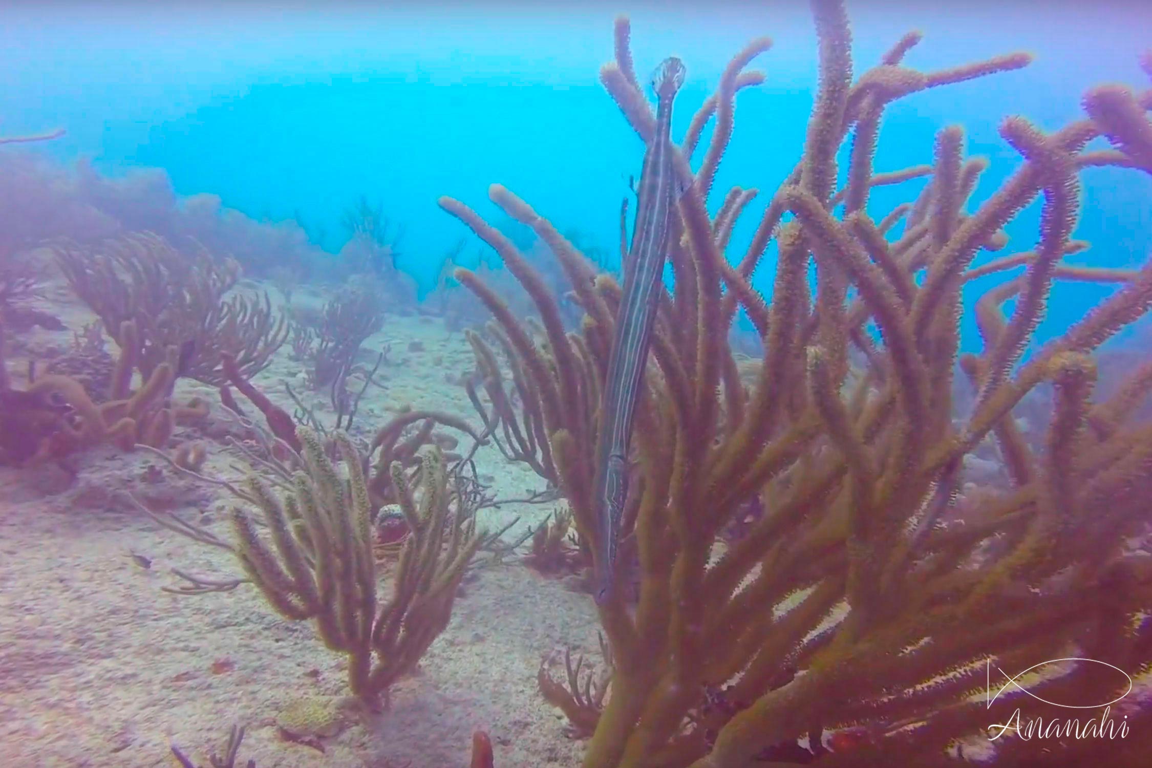 Trumpetfish of Mexico