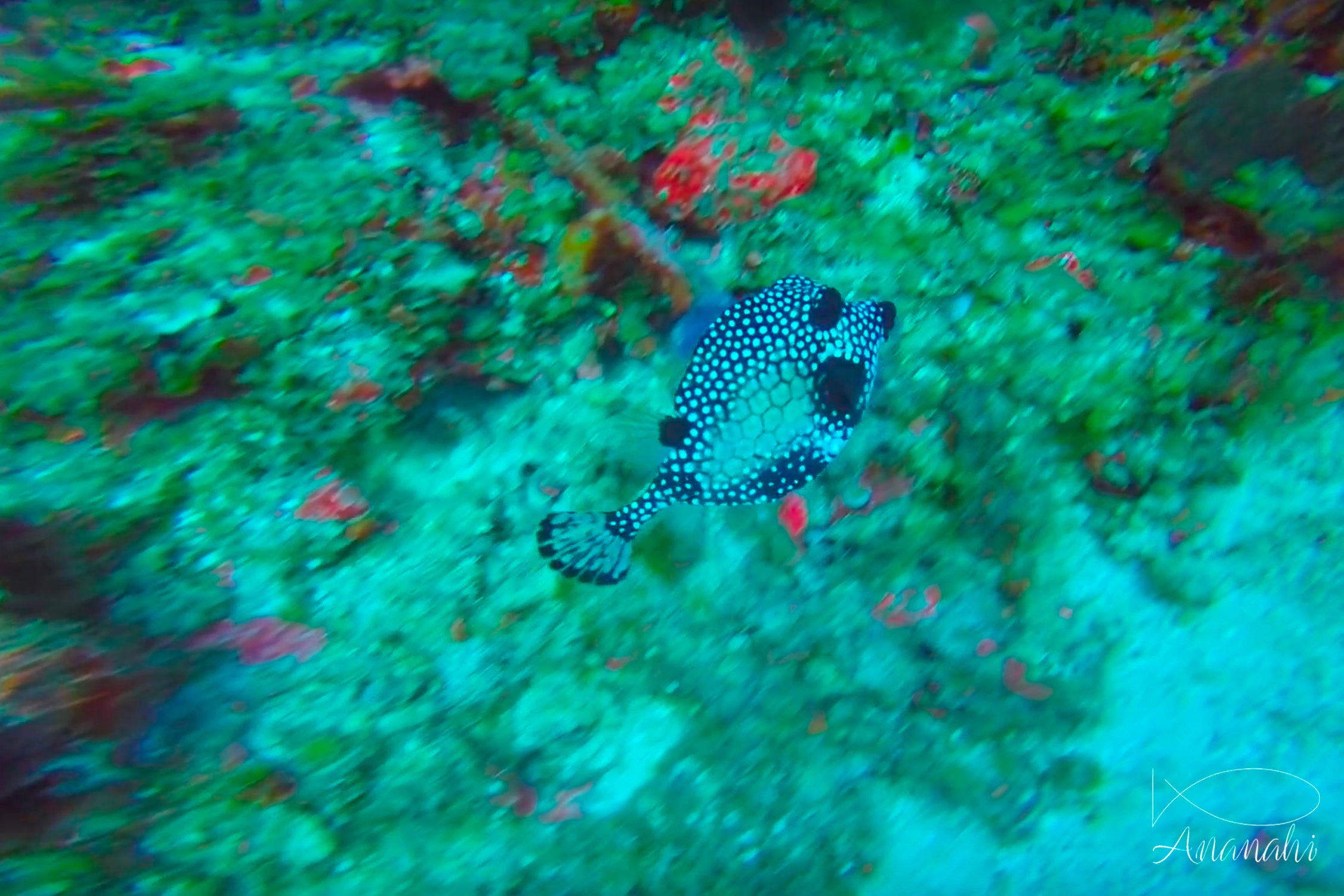 Smooth trunkfish of Mexico