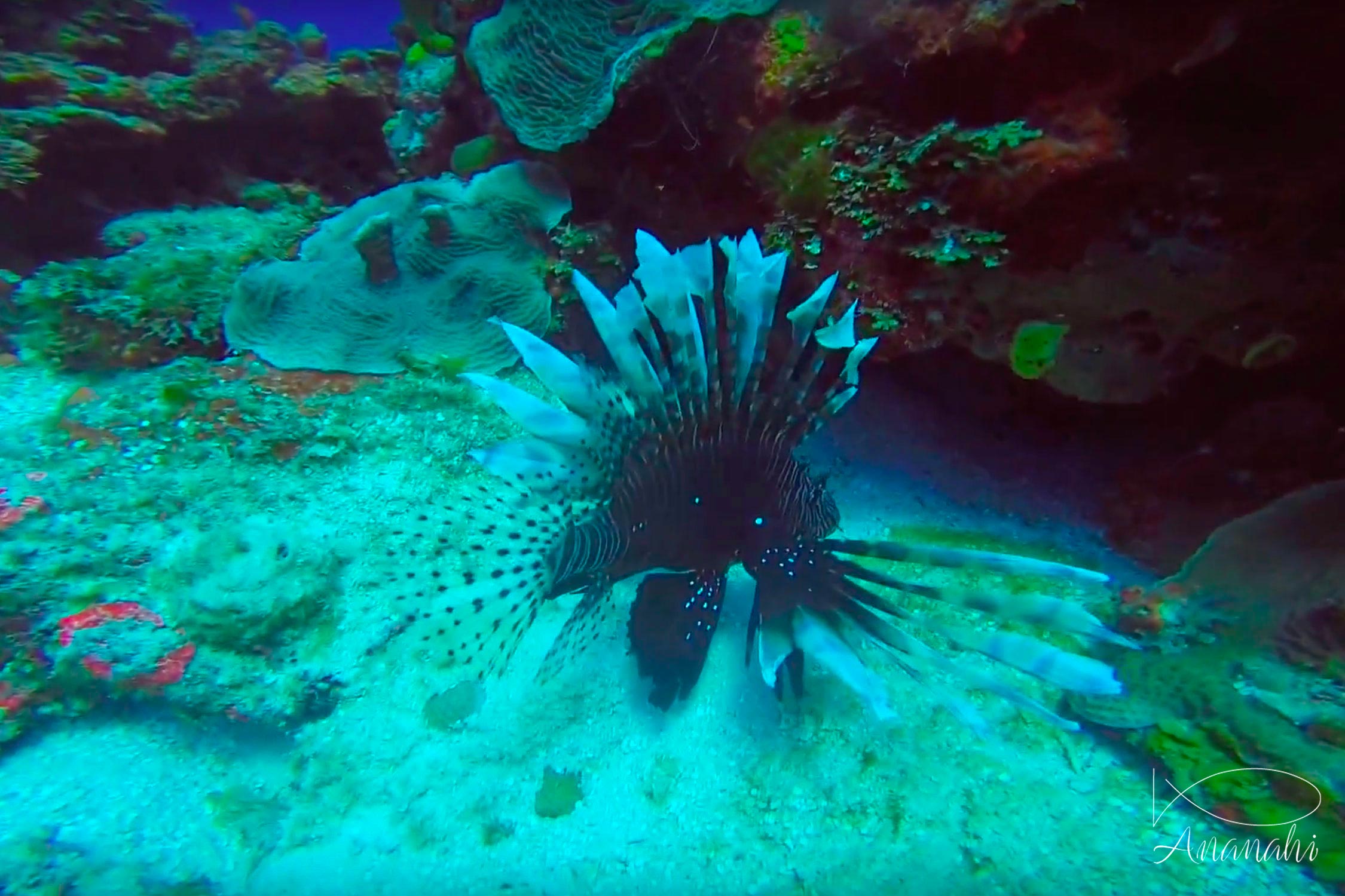 Common lionfish of Mexico
