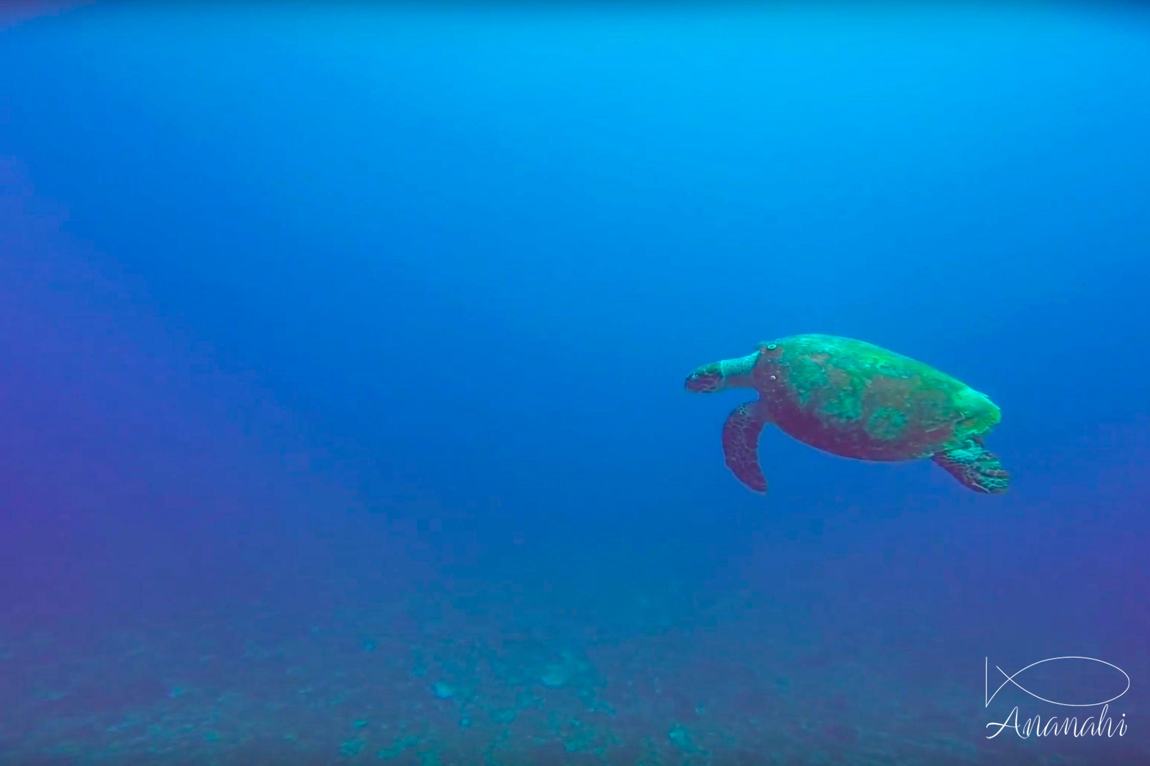 Hawksbill turtle of Mexico