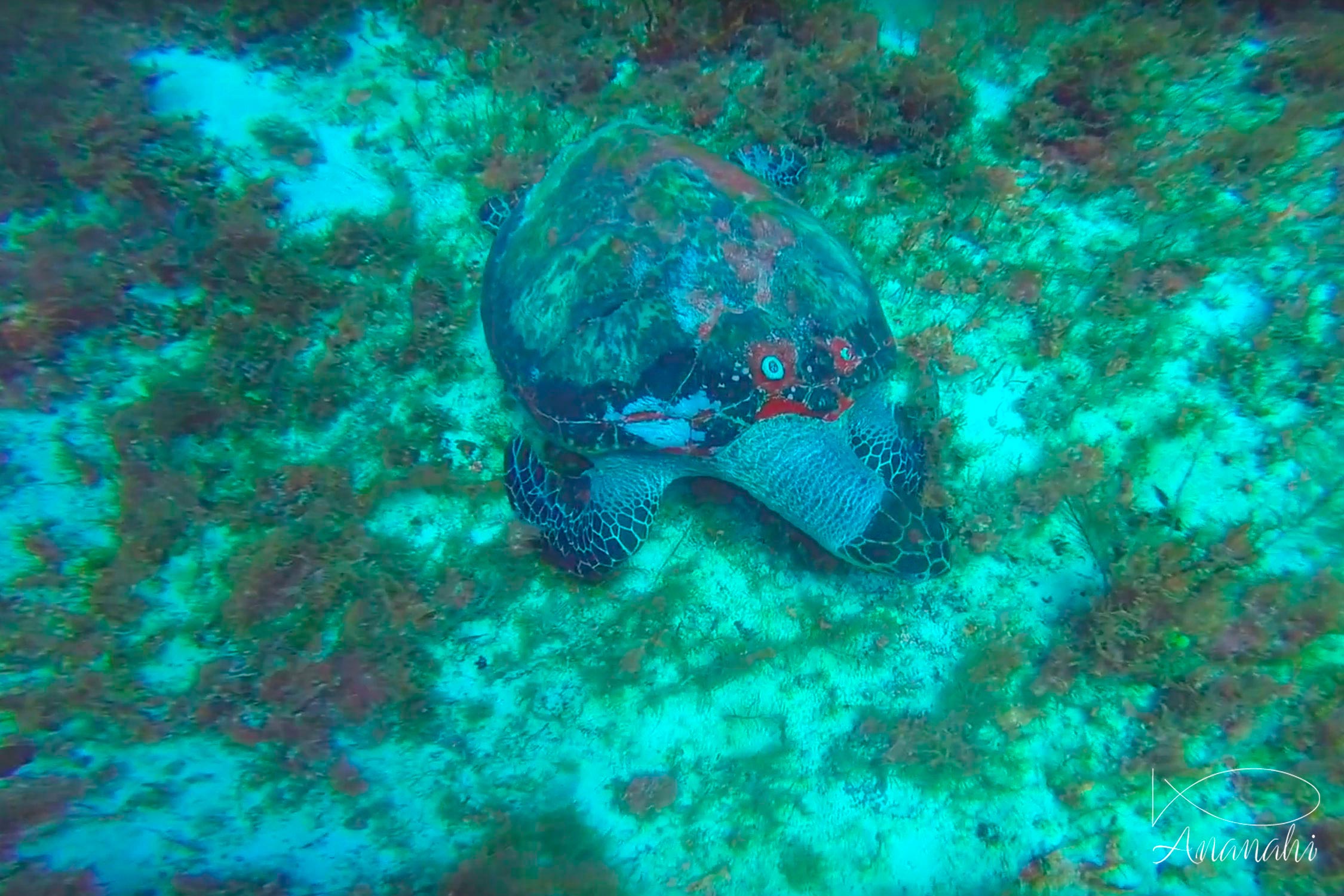 Hawksbill turtle of Mexico