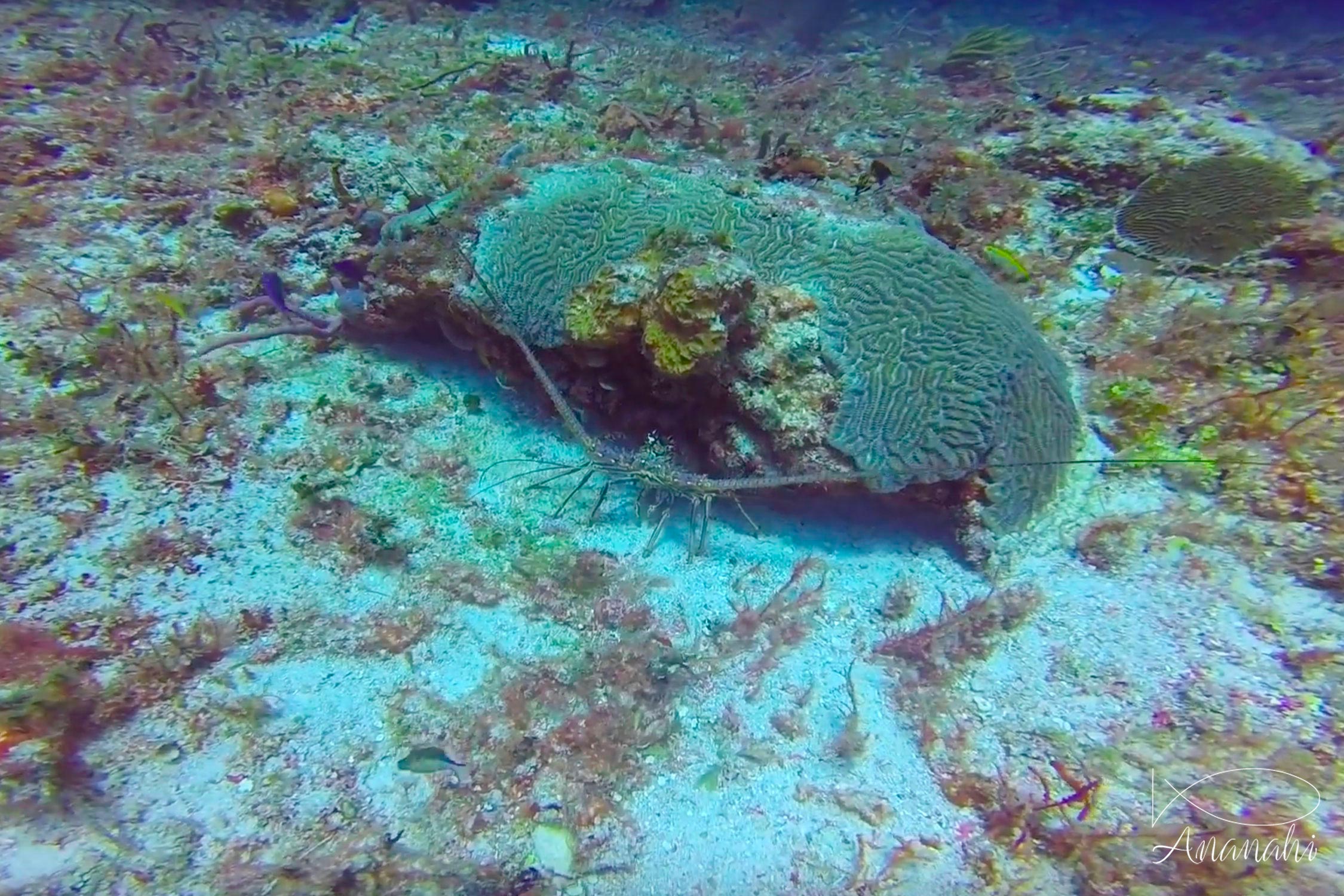 Painted rock lobster of Mexico