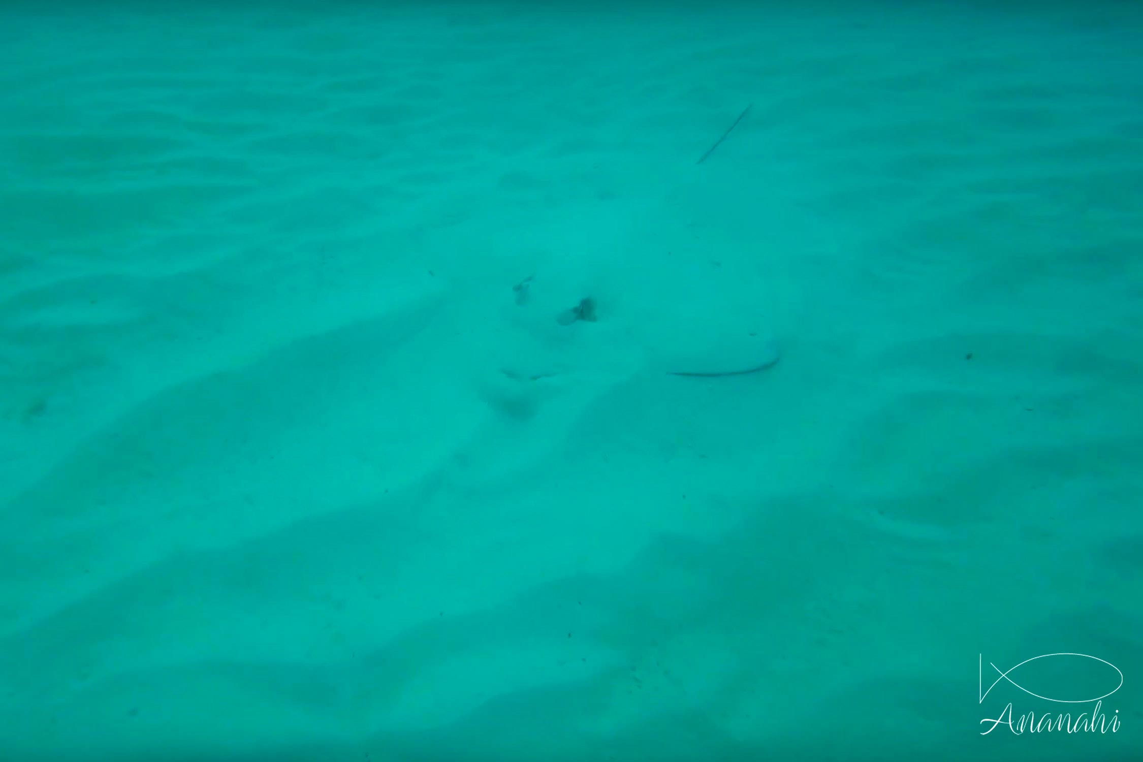 Bluespotted stingray of Mexico