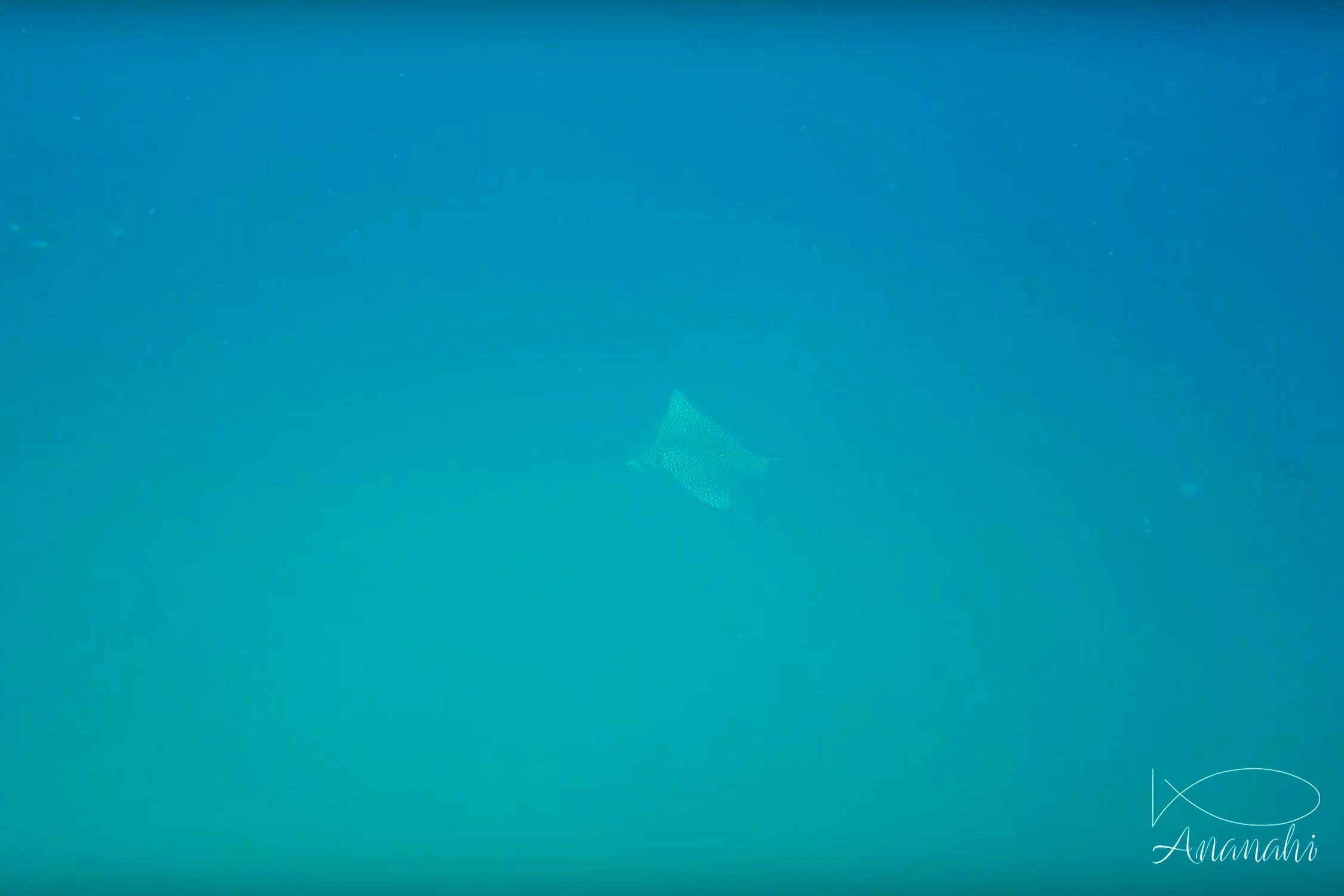 Spotted eagle ray of Mexico