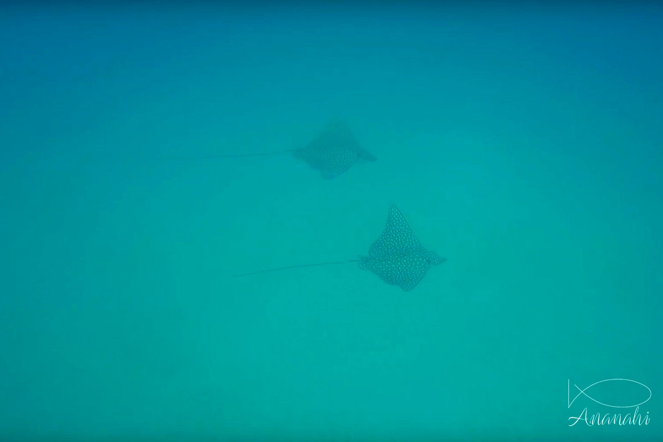 Spotted eagle ray of Mexico
