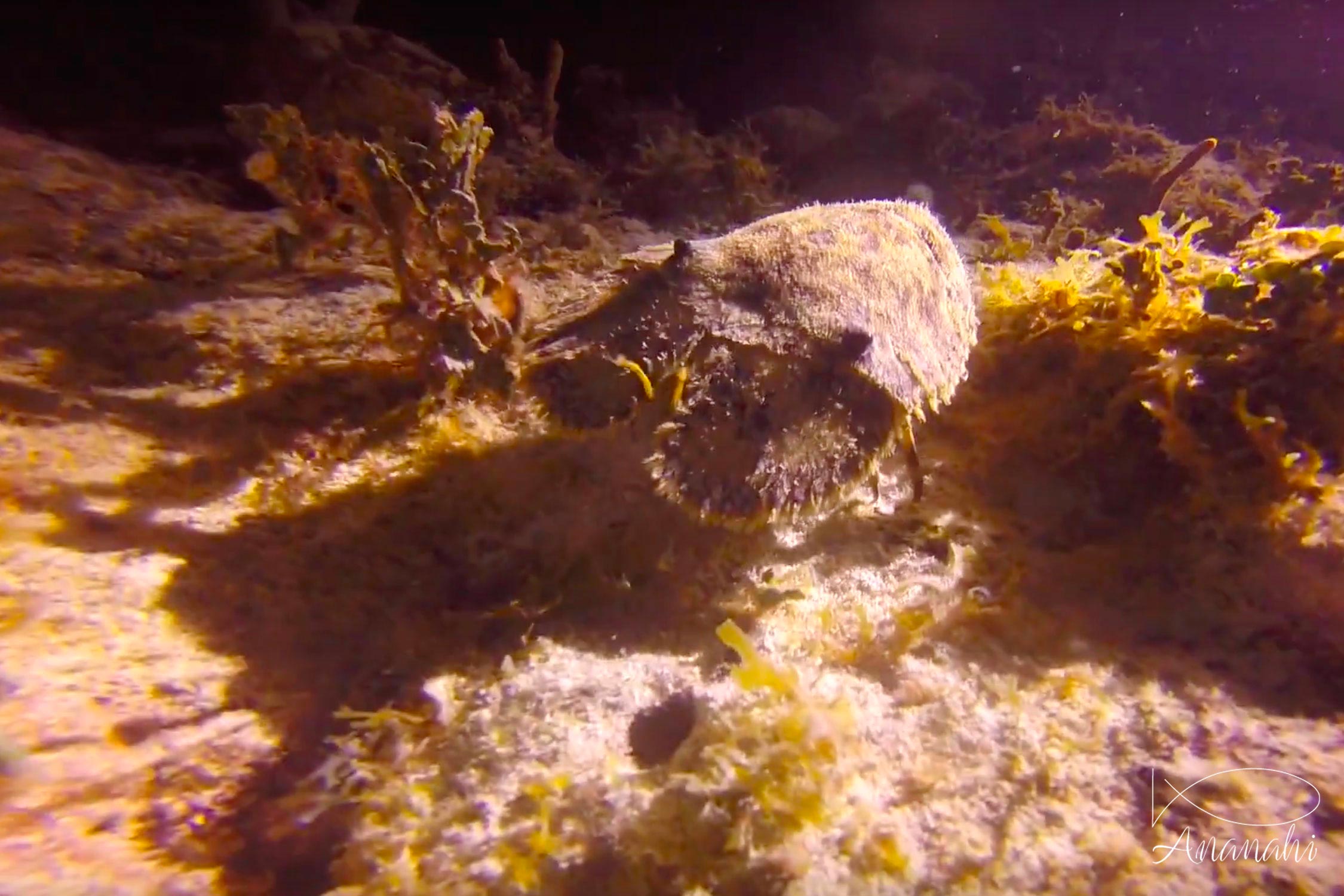 Sculptured slipper lobster of Mexico