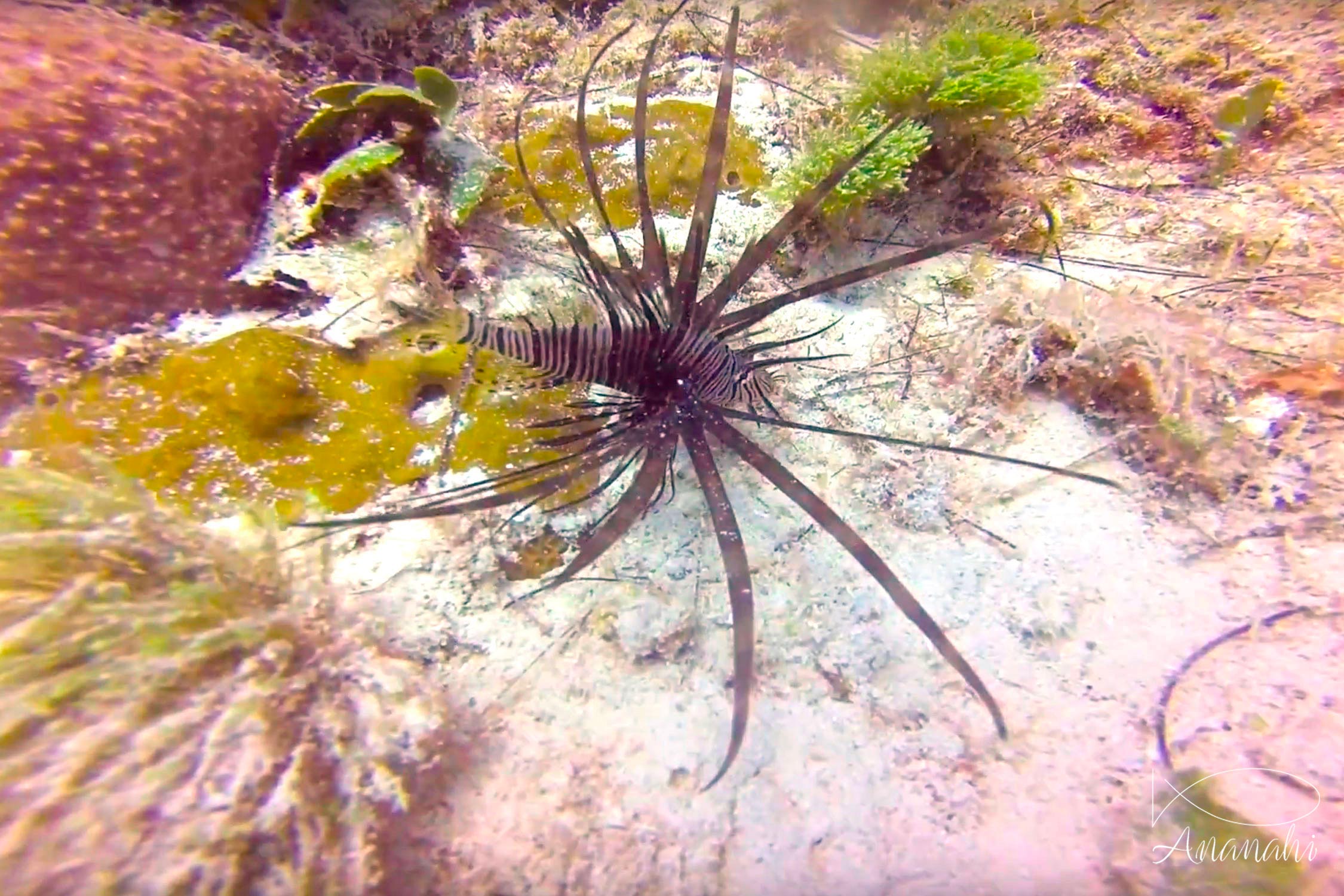 juvenile common lionfish of Mexico