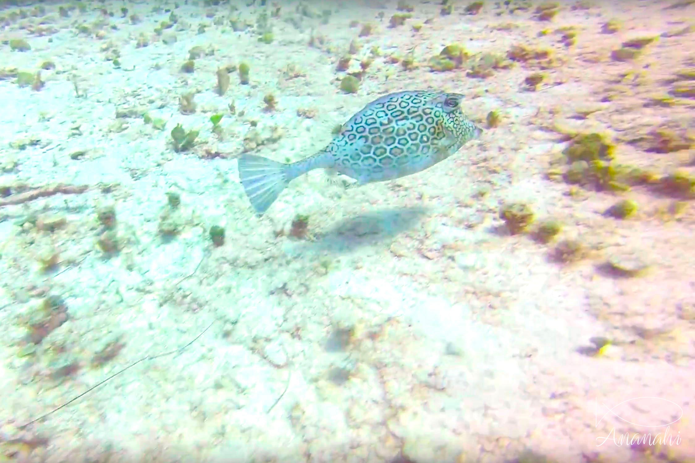 Honeycomb cowfish of Mexico