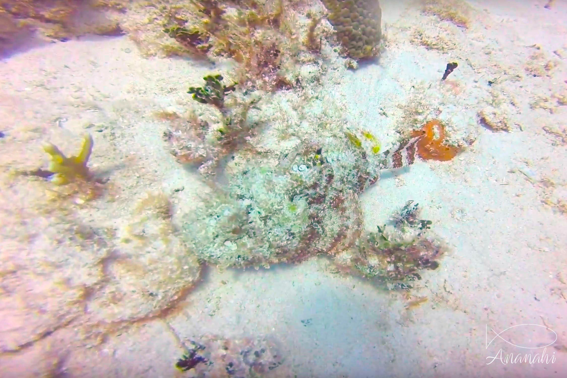 Tasseled scorpionfish of Mexico