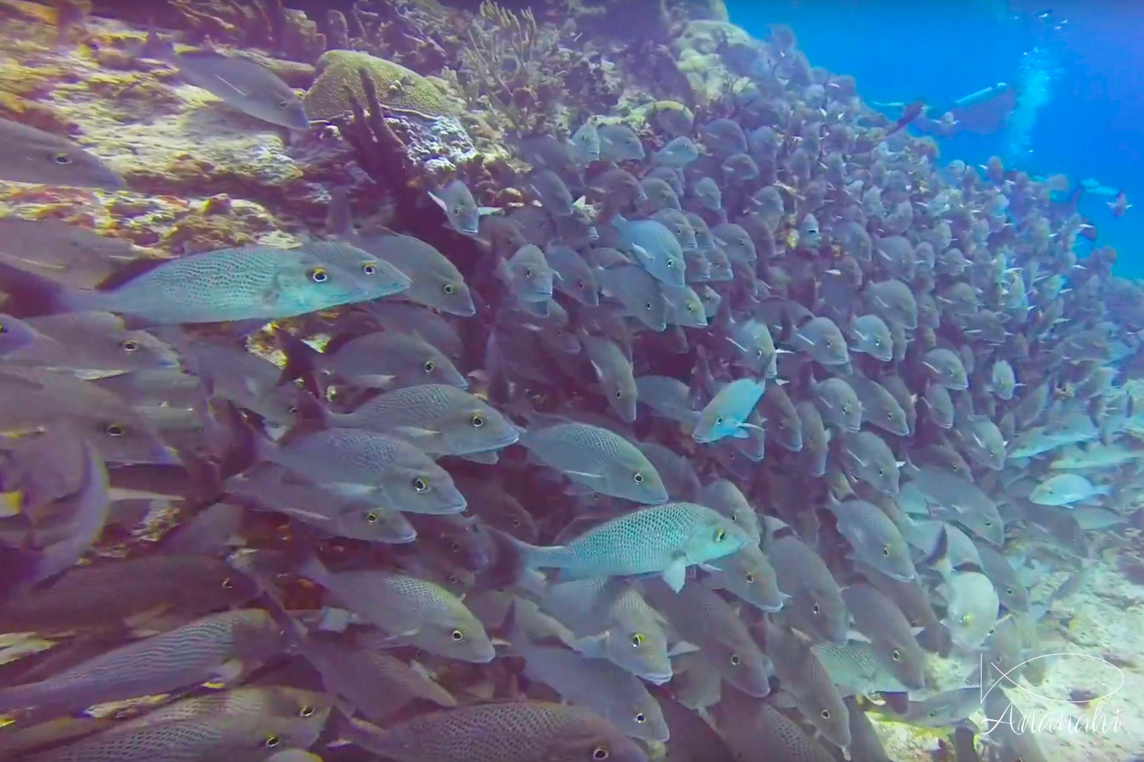 Mangrove red snapper of Mexico