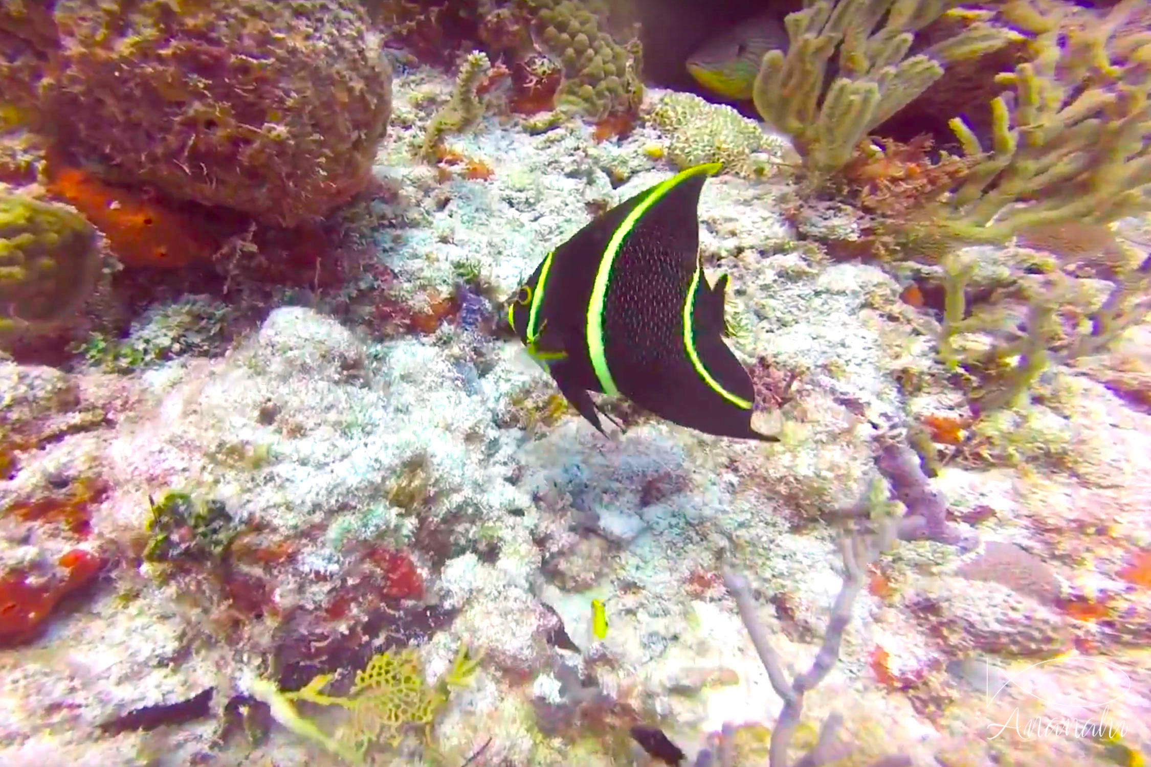 Juvenile french angelfish of Mexico