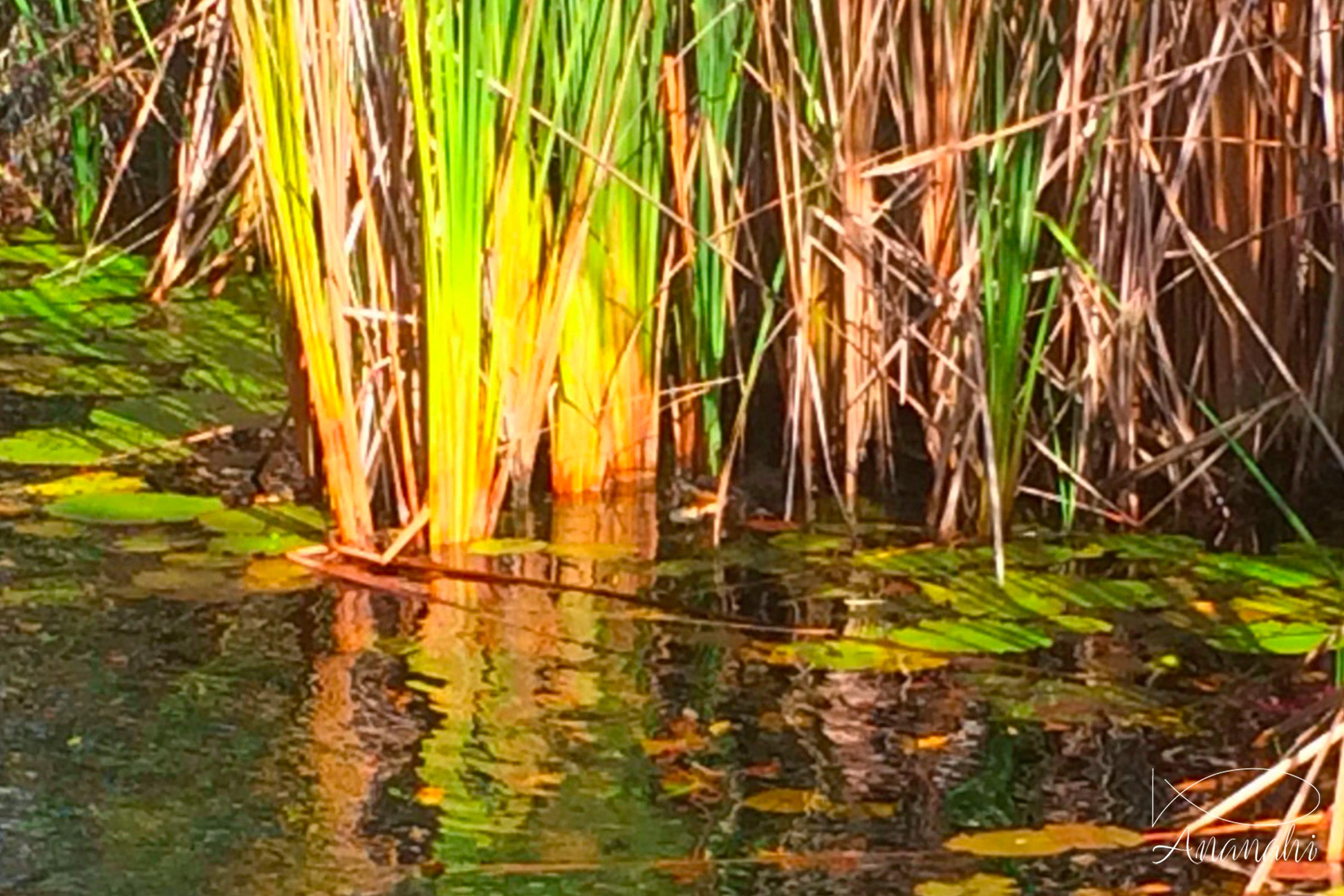 Juvenile american crocodile of Mexico