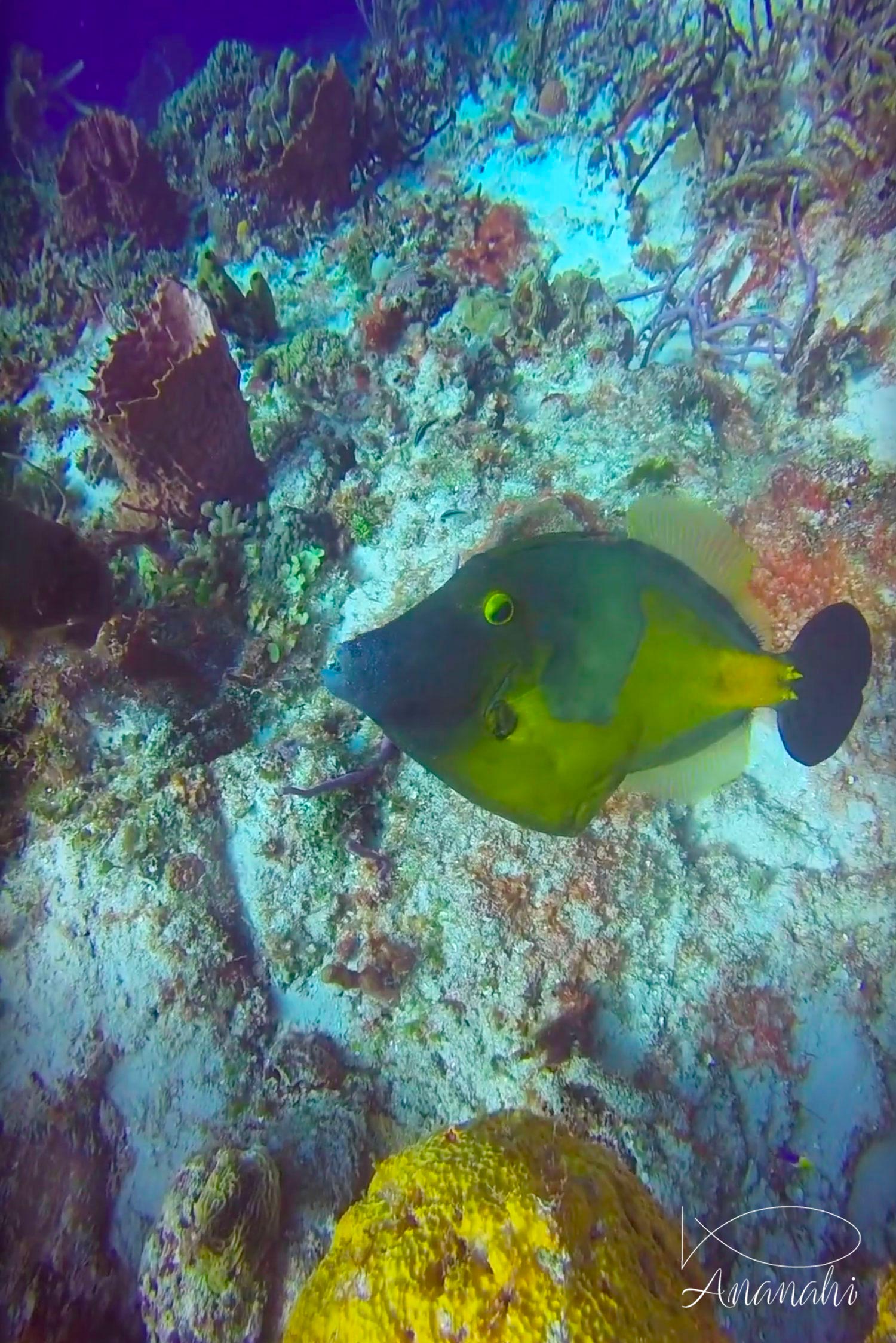 American whitespotted filefish of Mexico