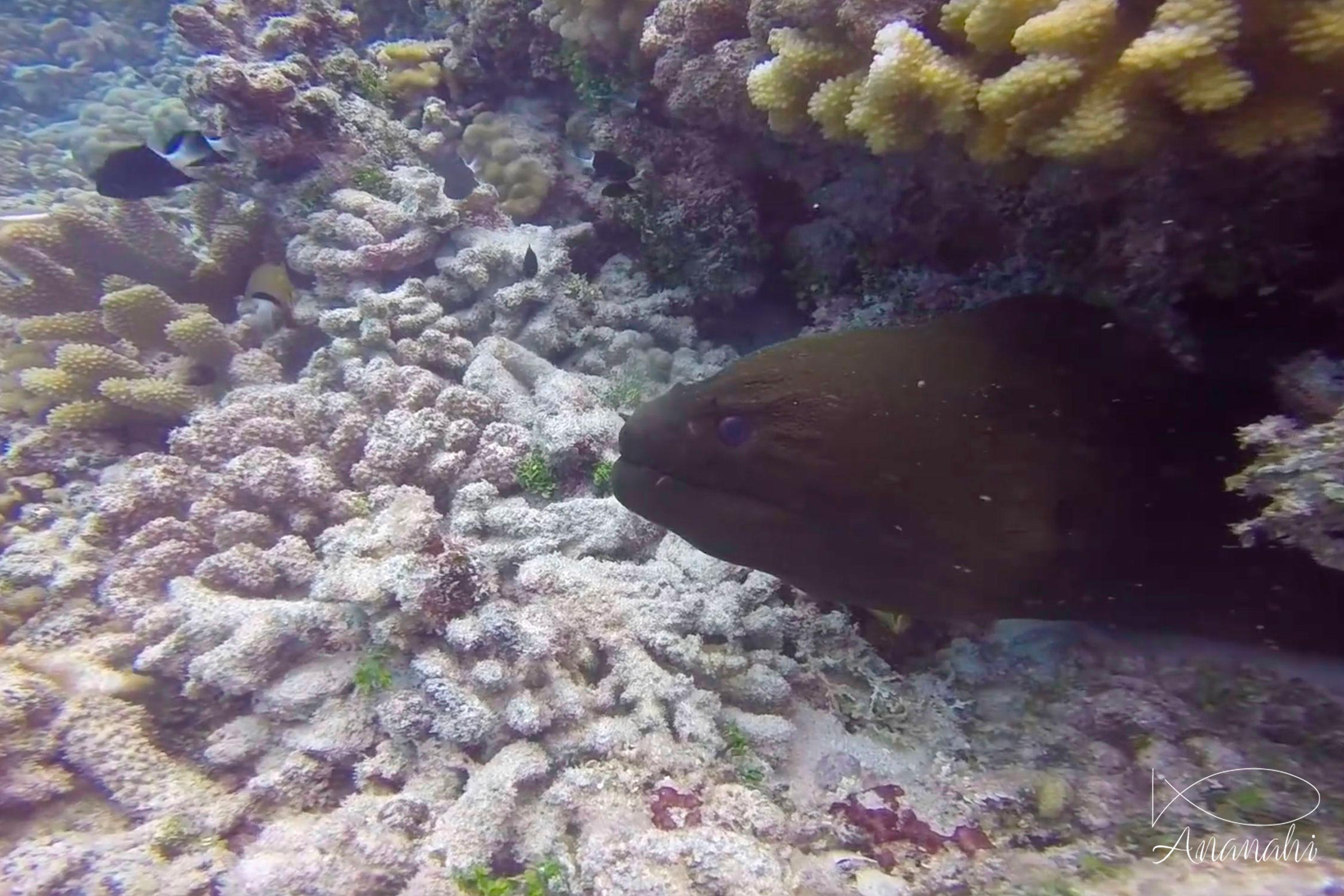Giant moray of French polynesia