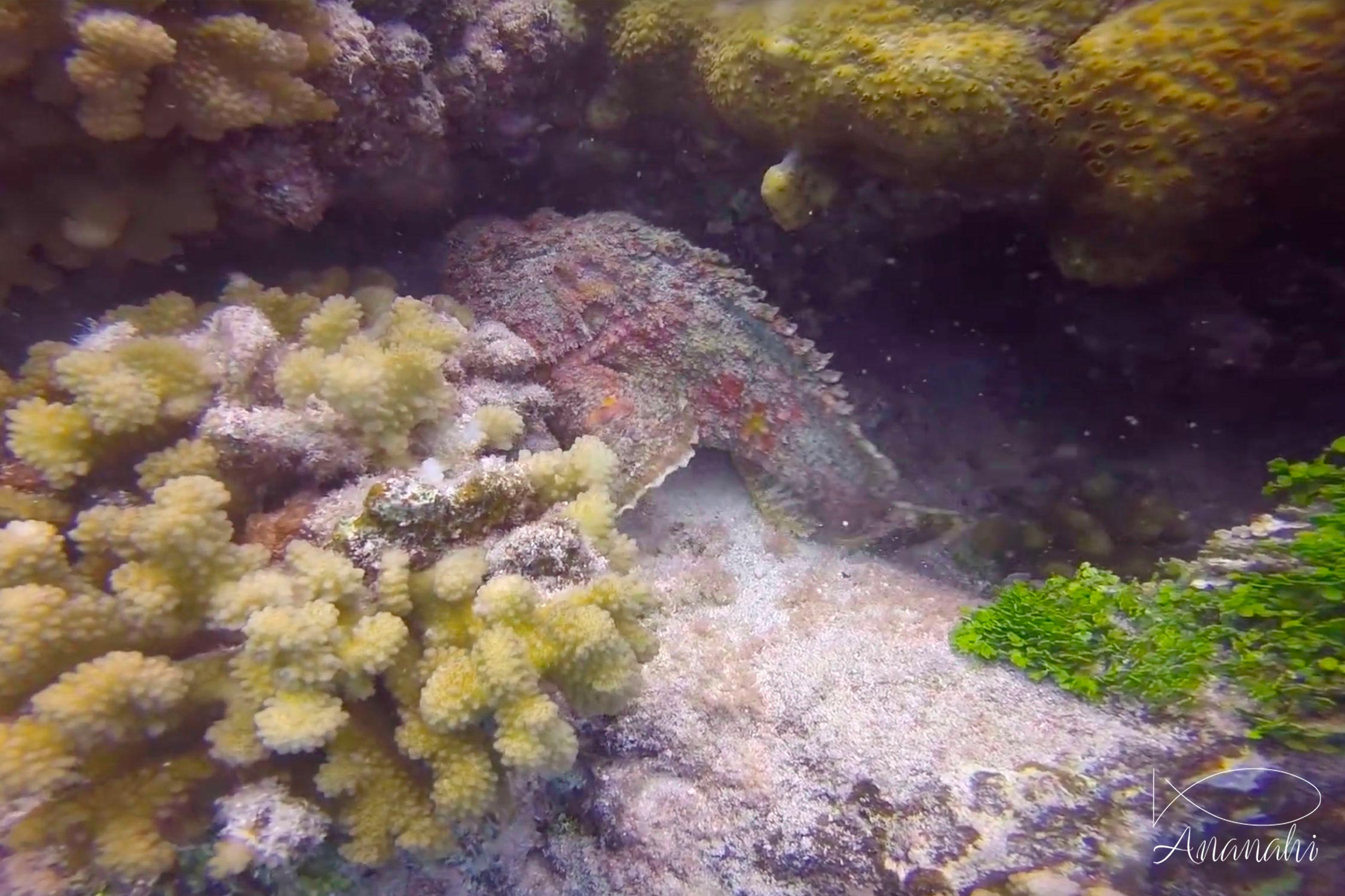 Reef stonefish of French polynesia