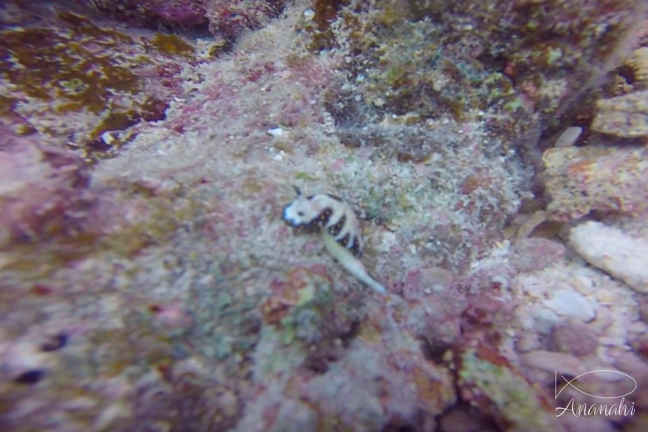 Imperial nudibranch of French polynesia