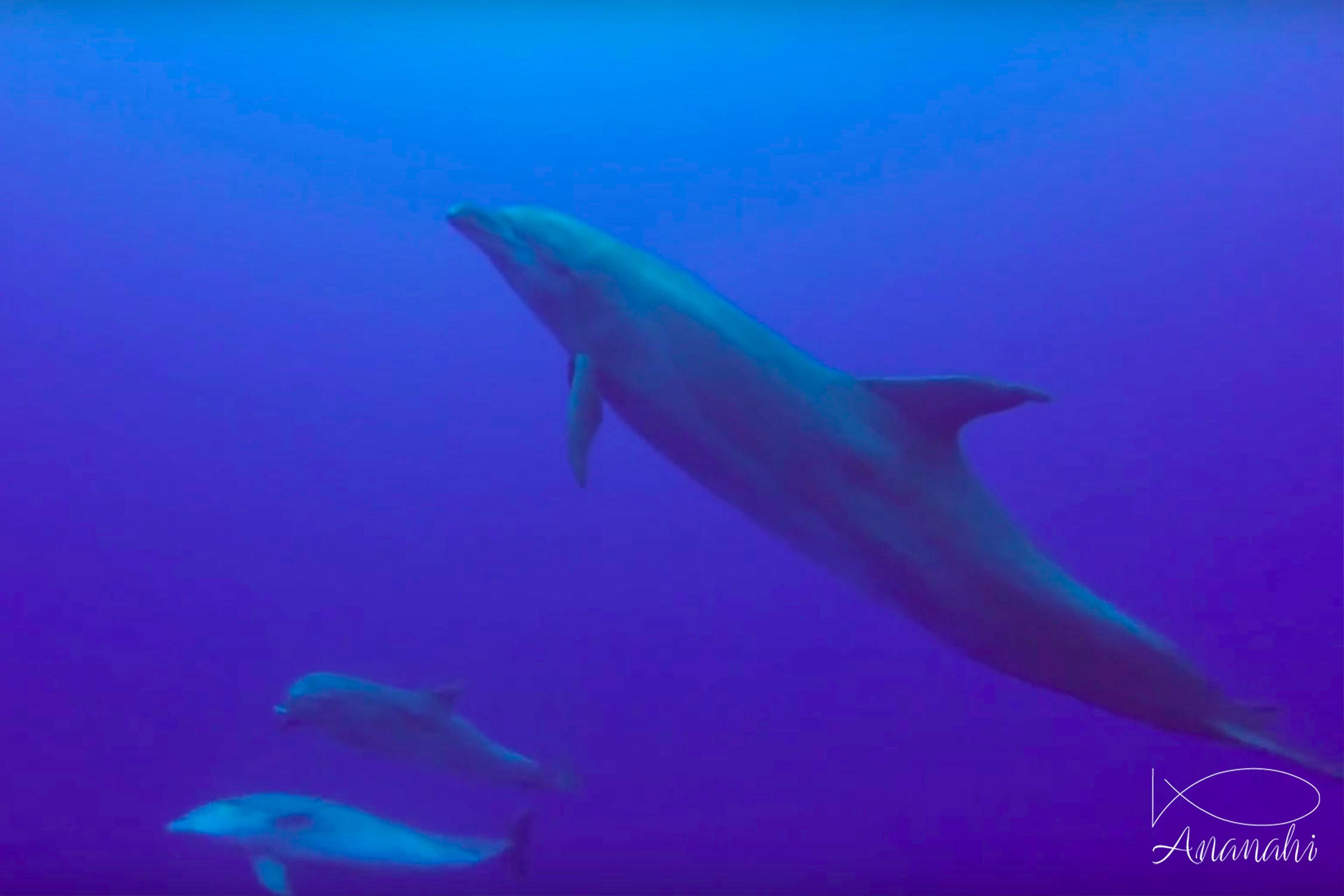 Bottlenose dolphin of French polynesia