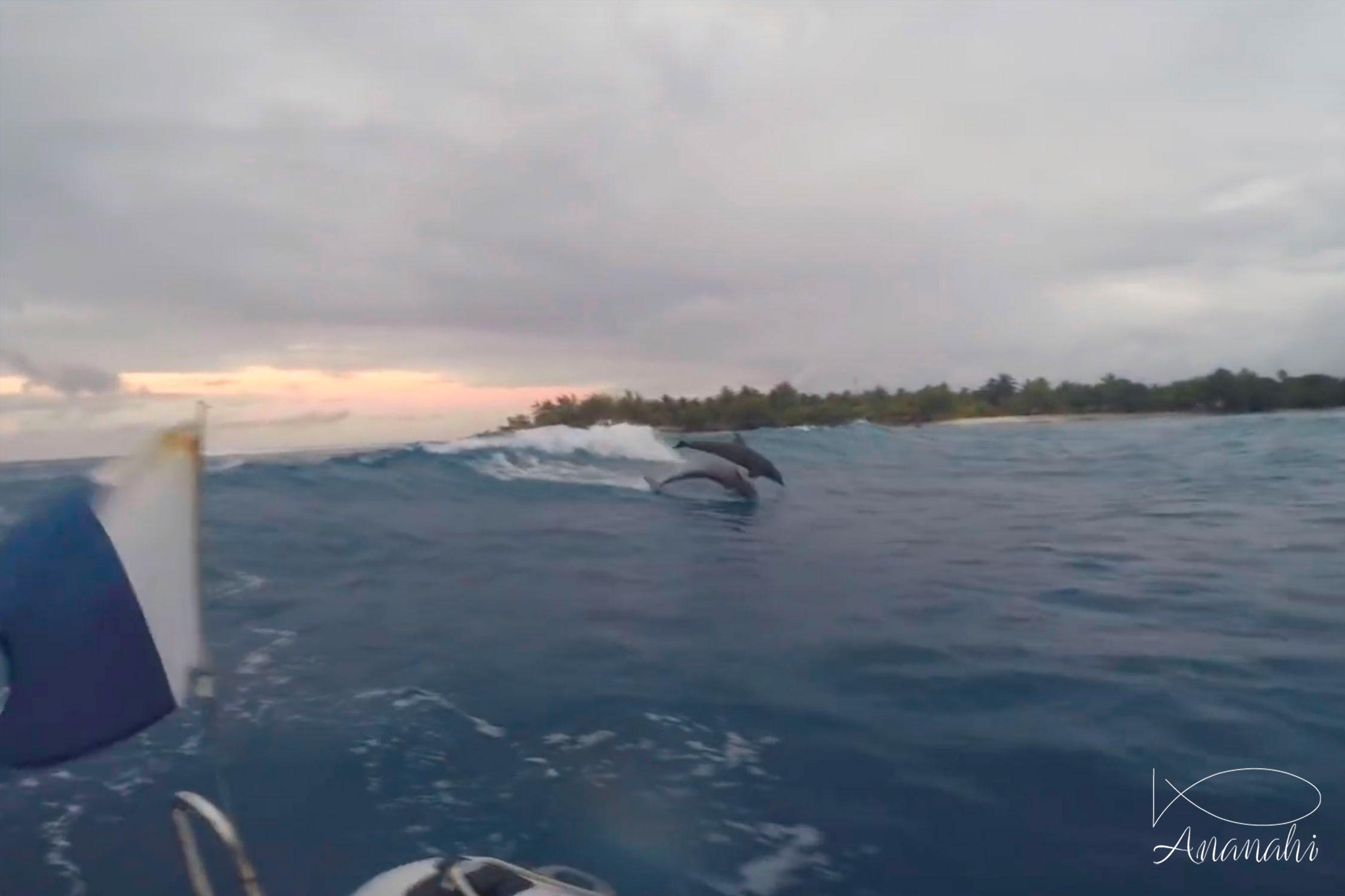 Bottlenose dolphin of French polynesia