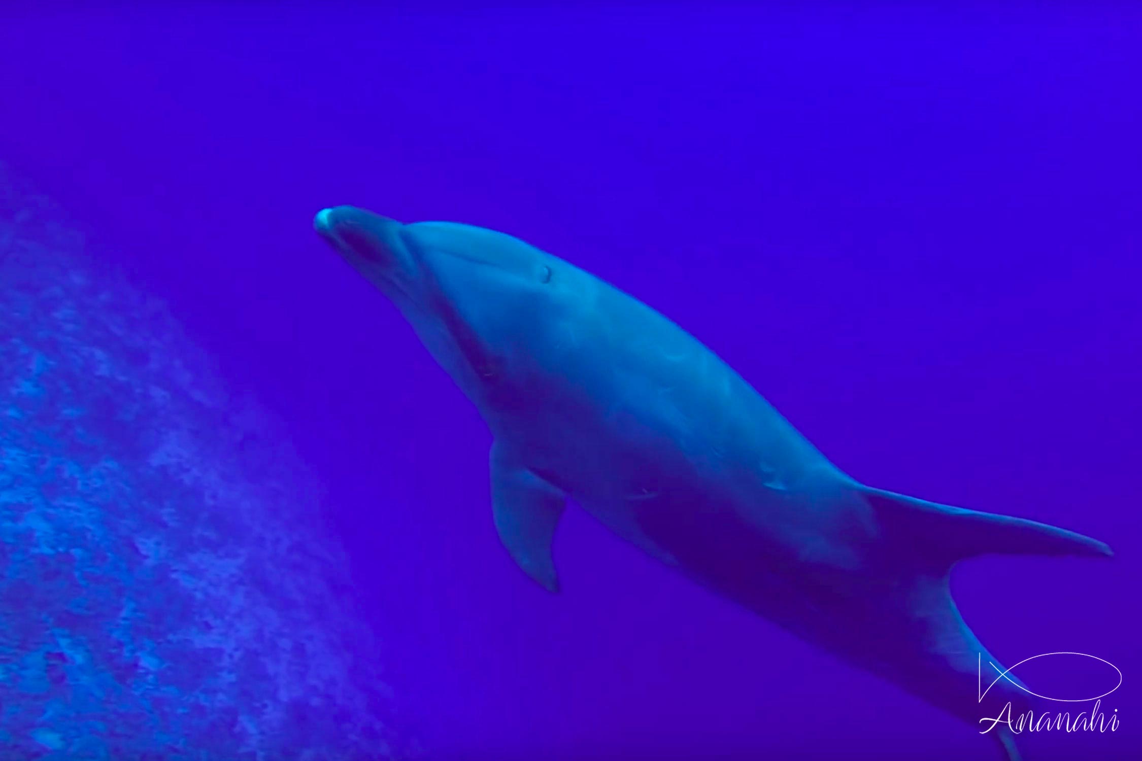 Bottlenose dolphin of French polynesia