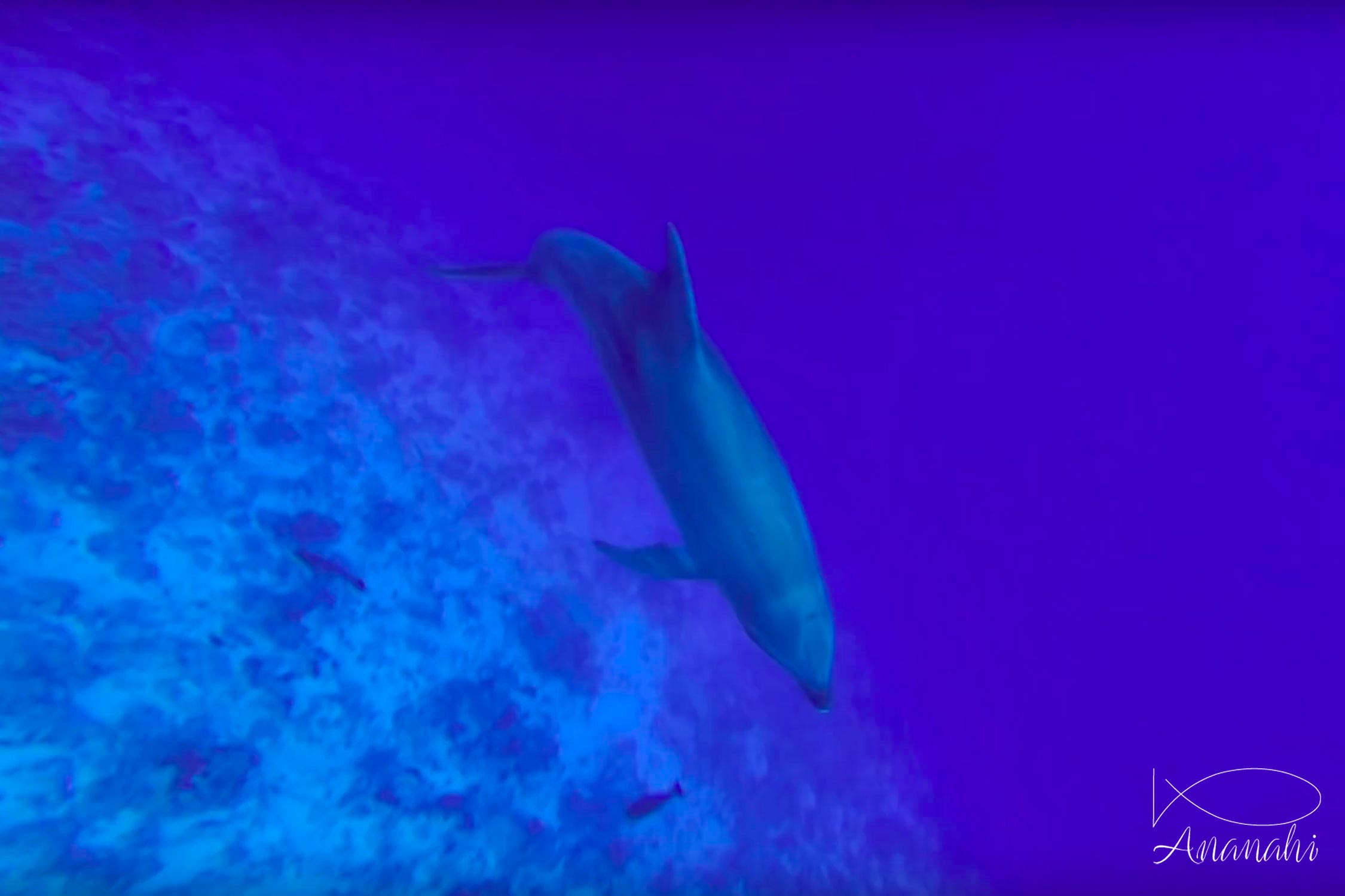 Bottlenose dolphin of French polynesia