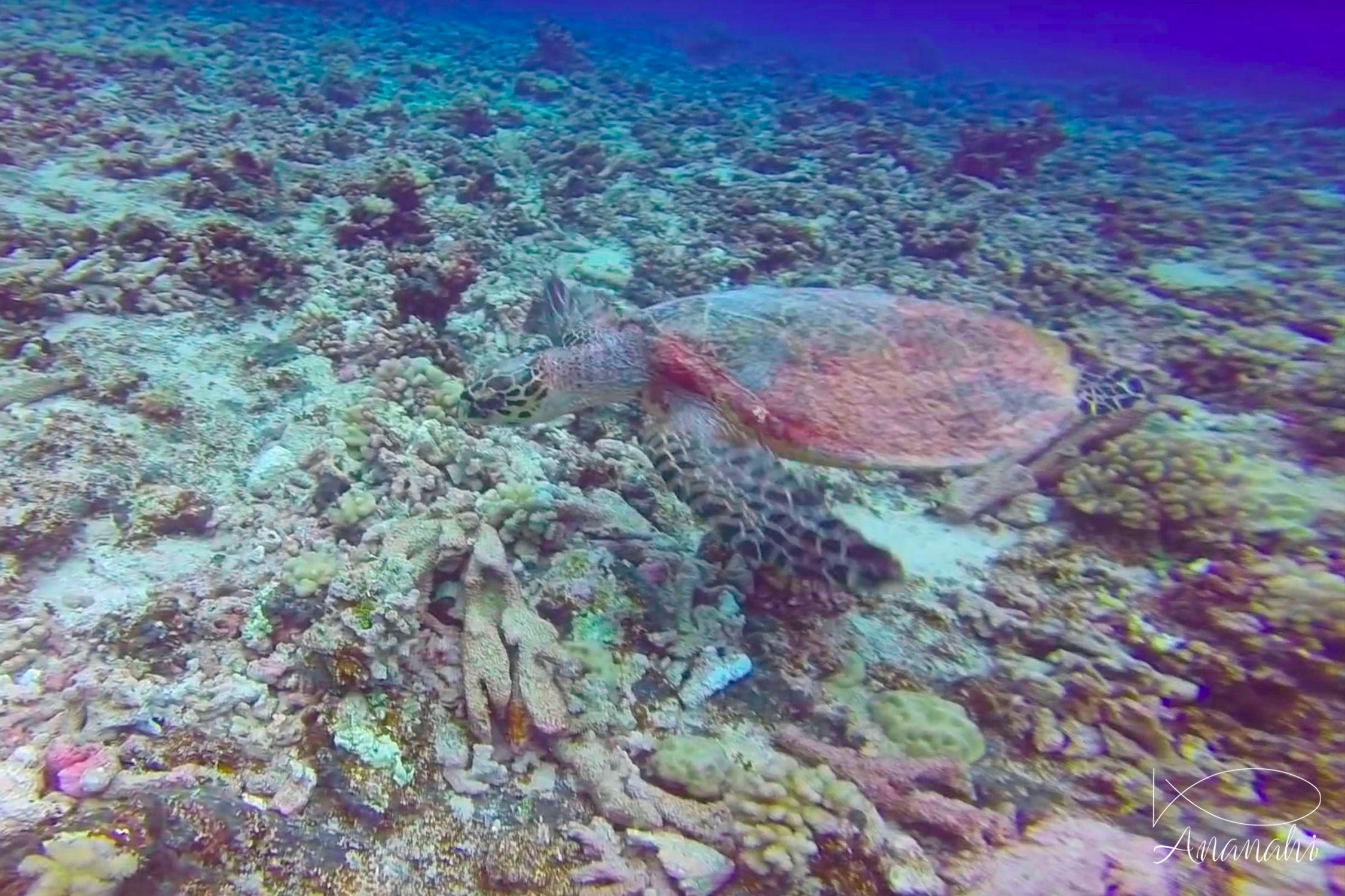 Hawksbill turtle of French polynesia