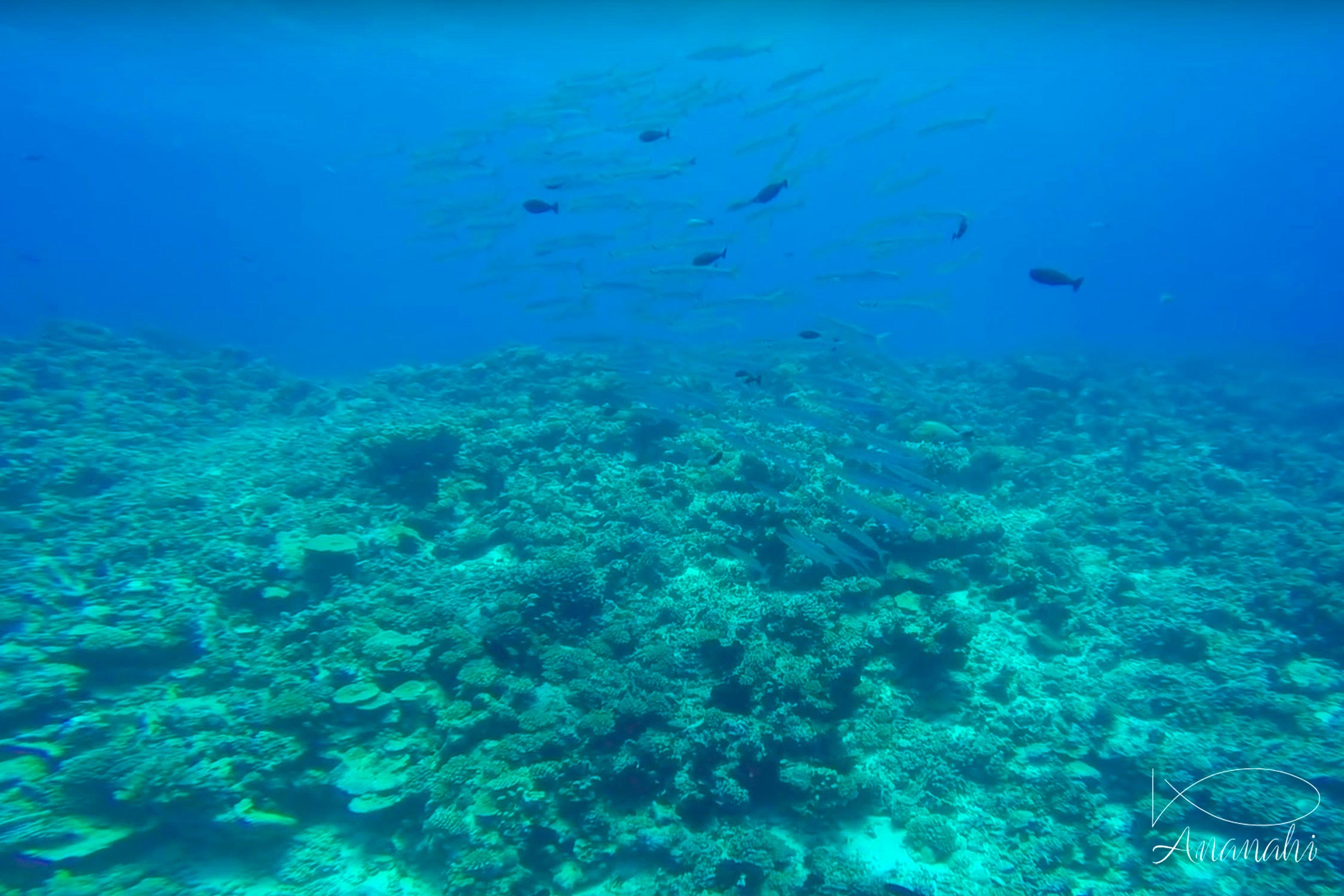 Yellowtail barracuda of French polynesia