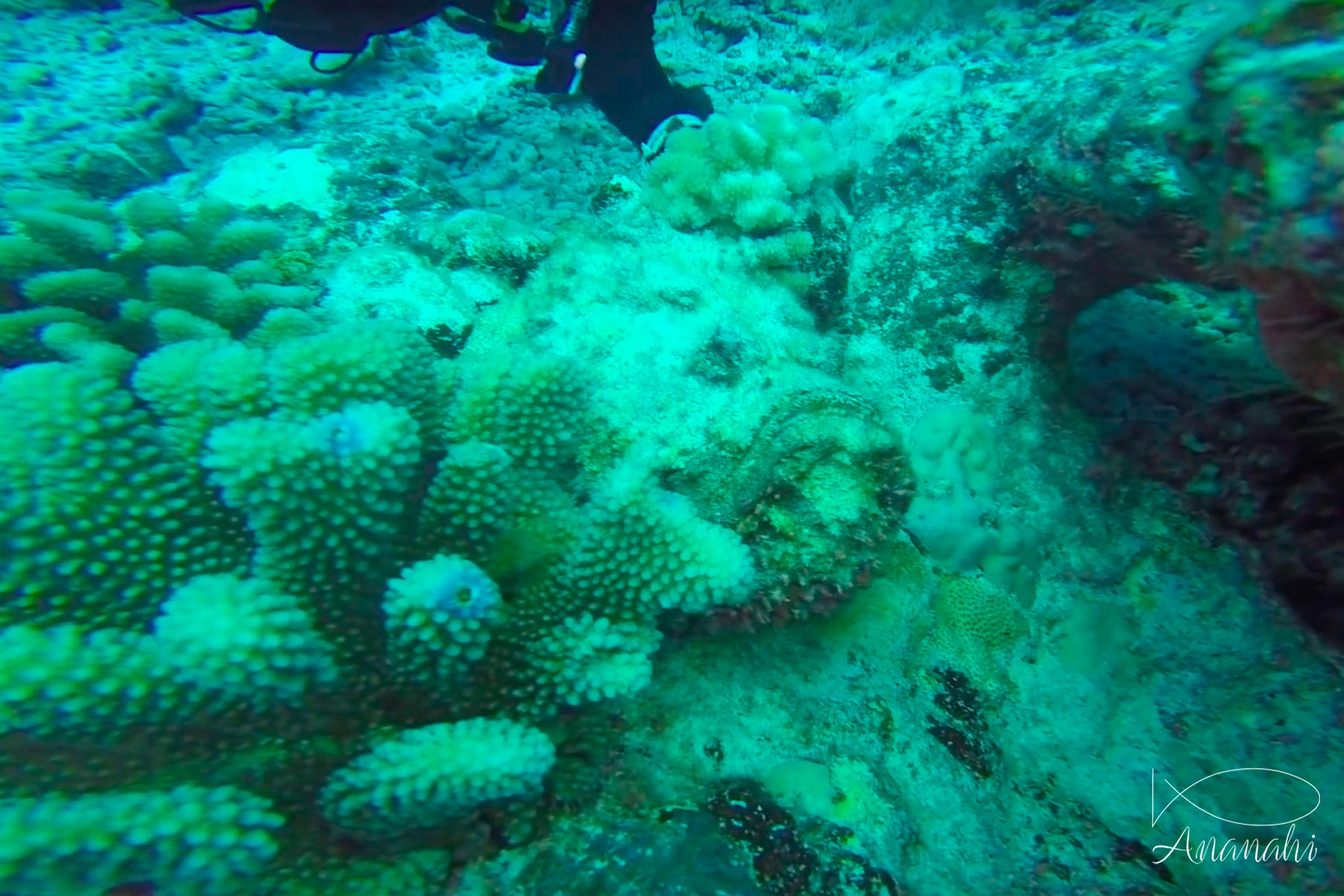 Reef stonefish of French polynesia