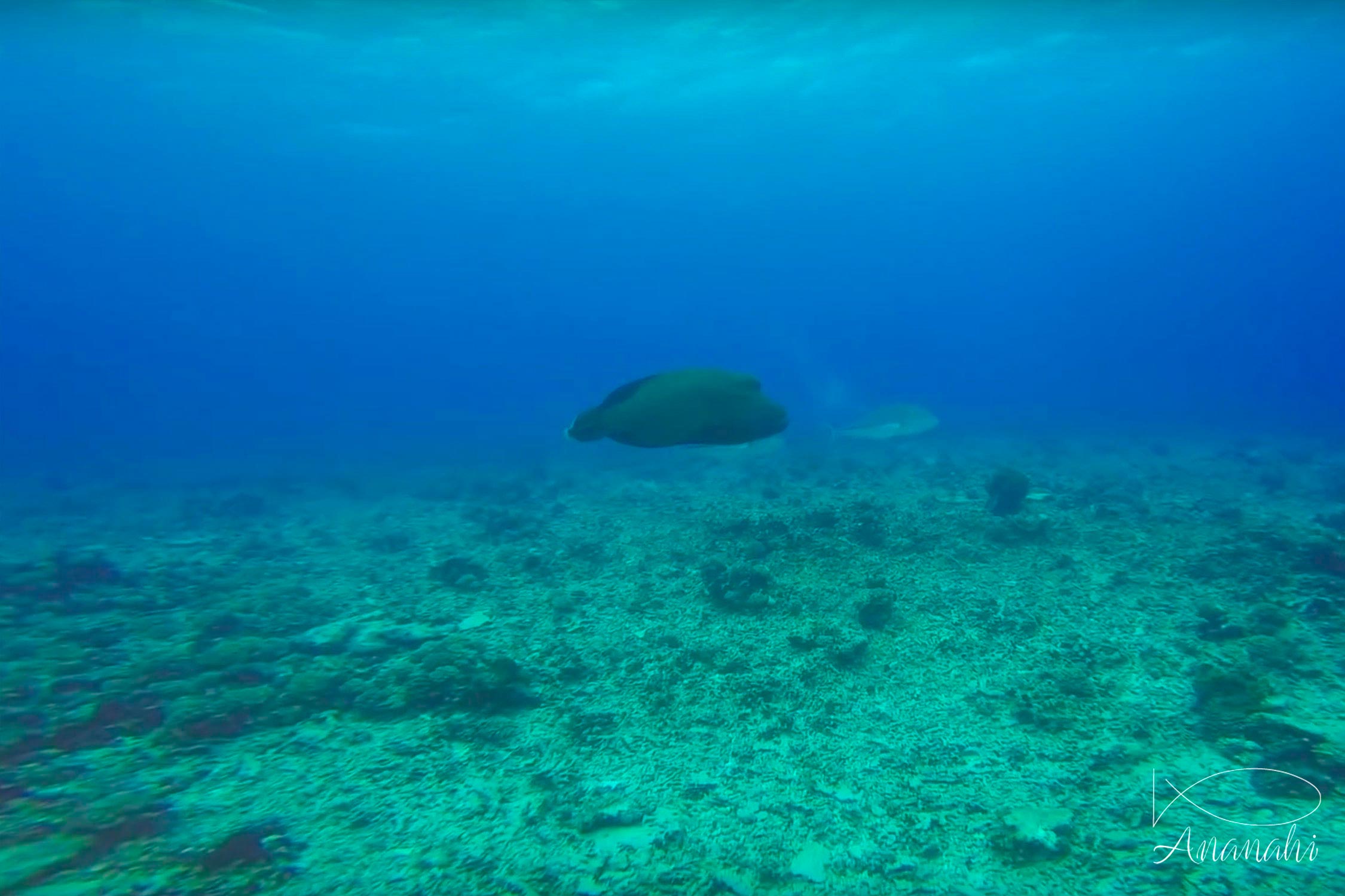 Napoleon wrasse of French polynesia