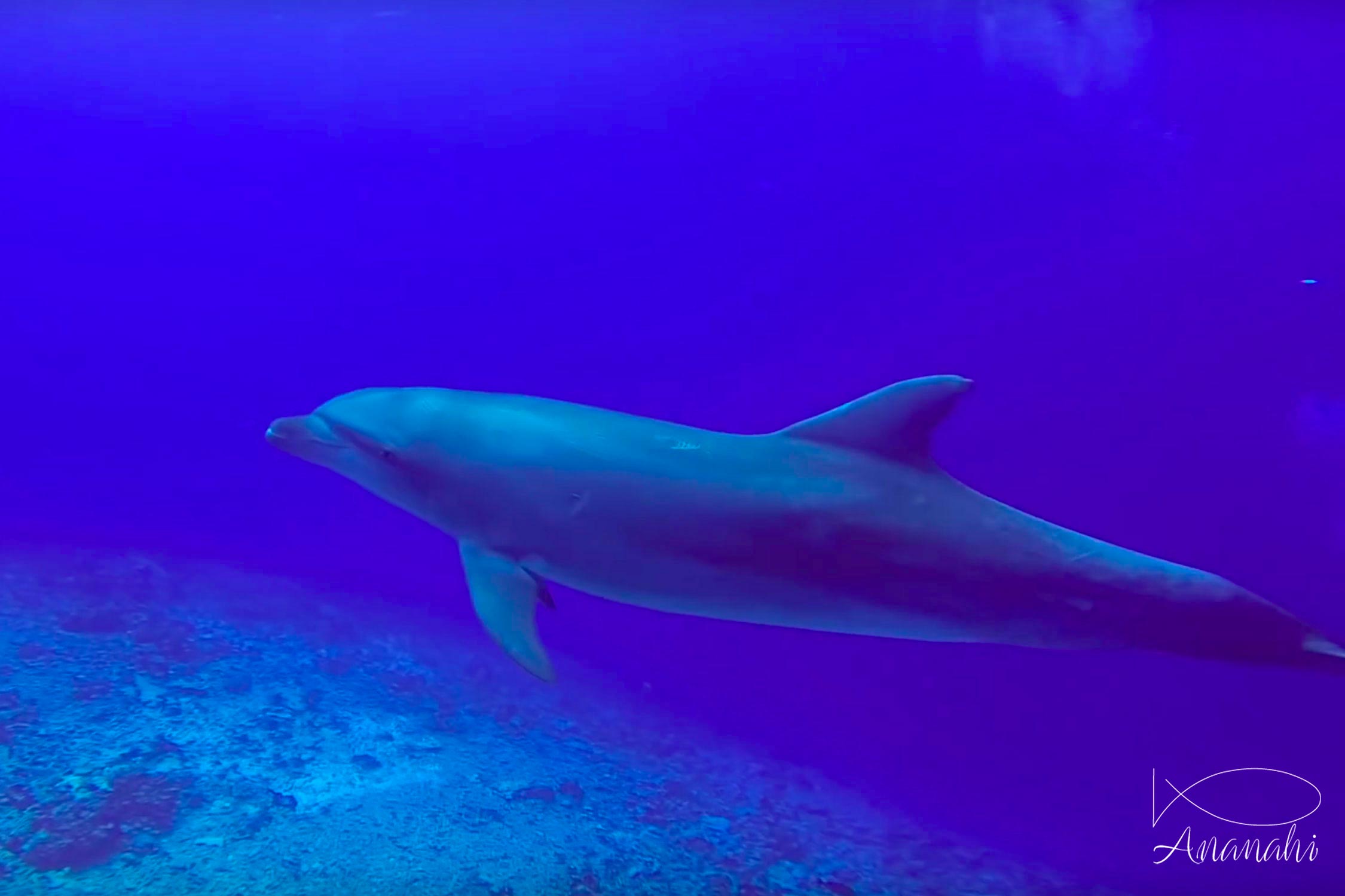 Bottlenose dolphin of French polynesia