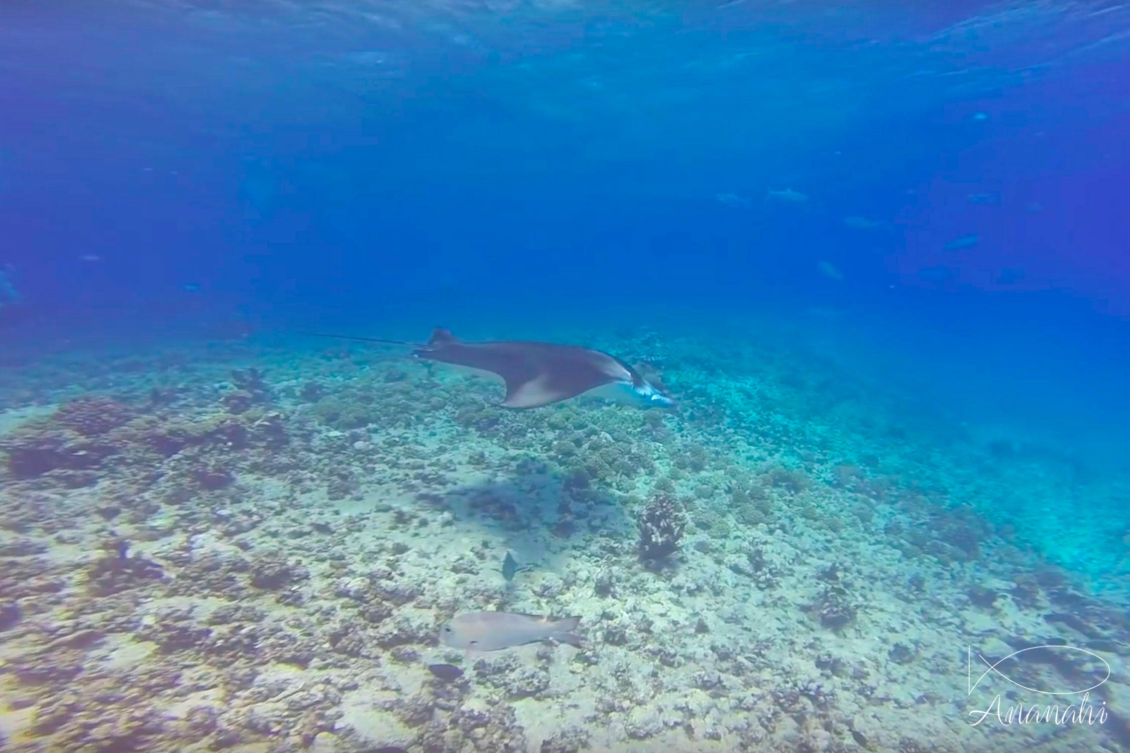 Manta ray of French polynesia