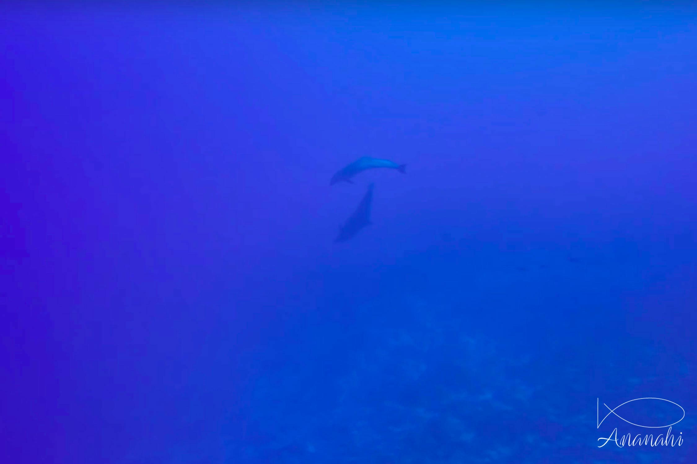 Bottlenose dolphin of French polynesia