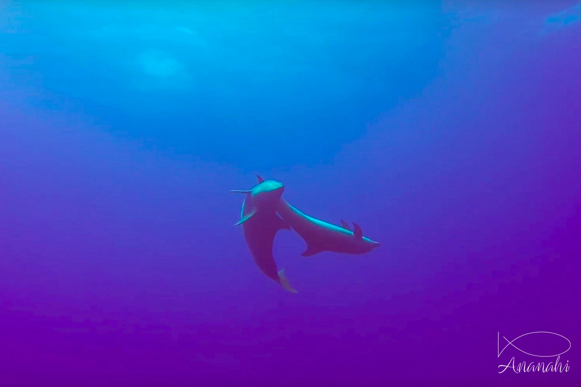 Bottlenose dolphin of French polynesia