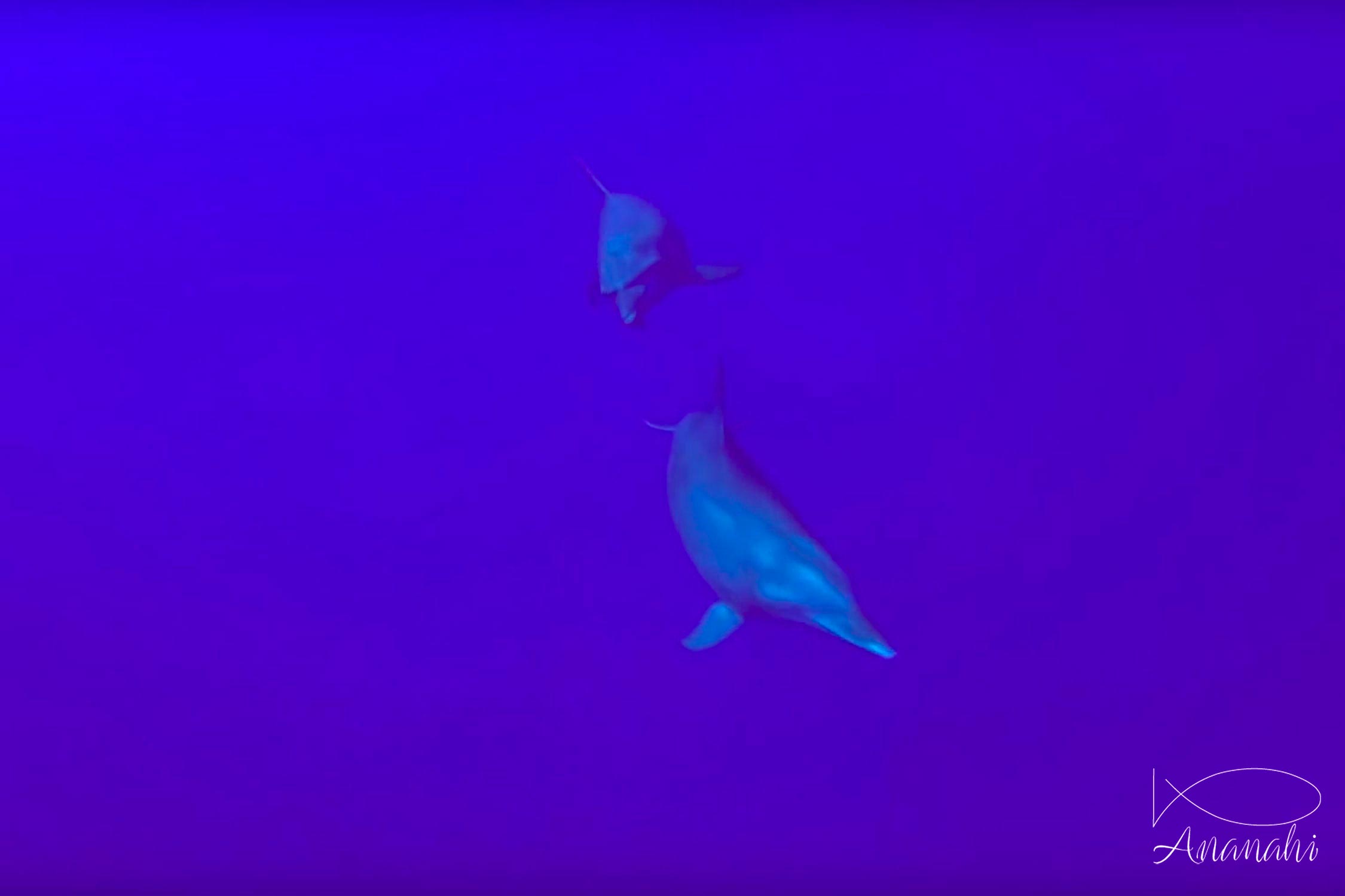 Bottlenose dolphin of French polynesia