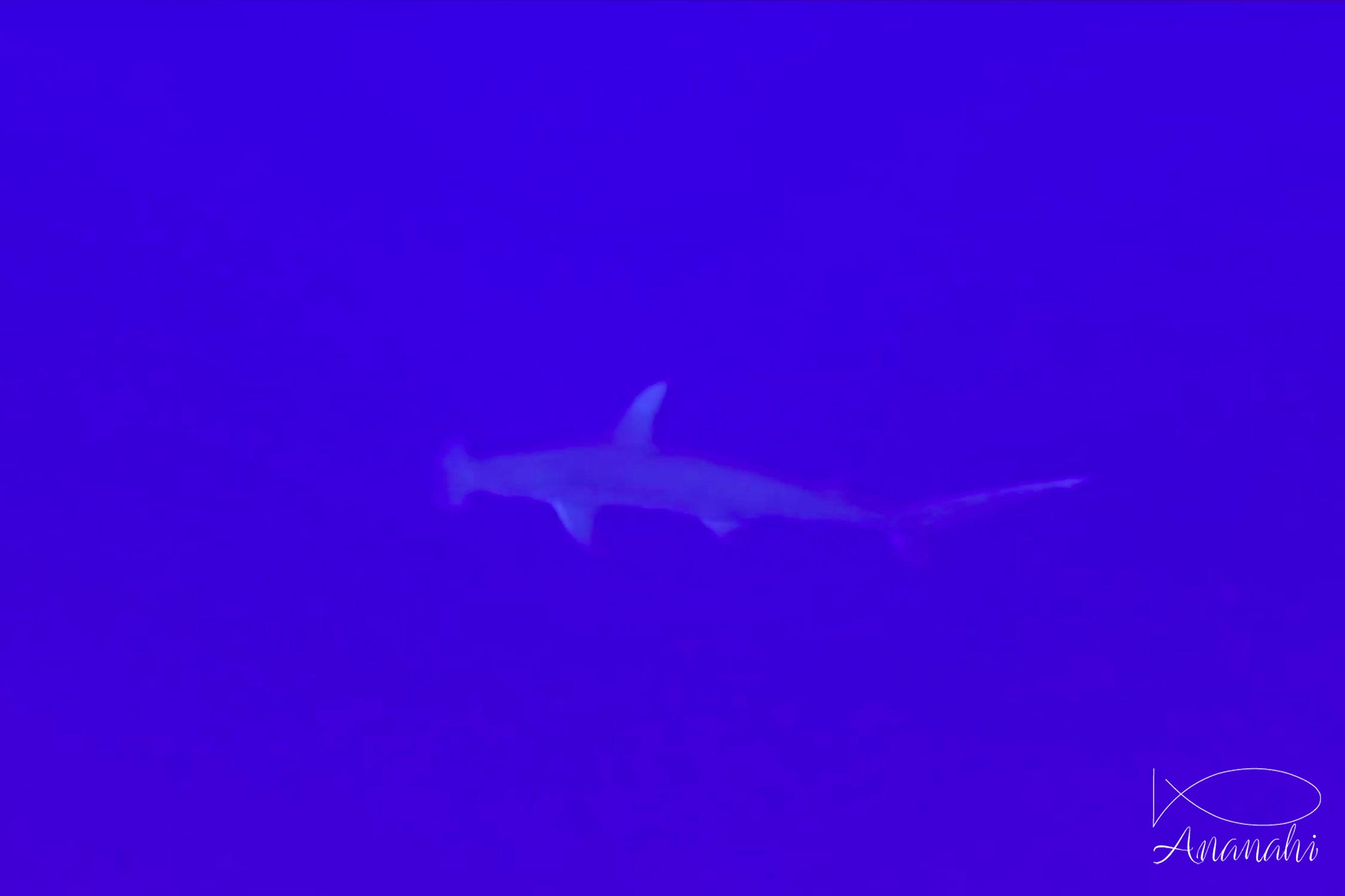 Great hammerhead shark of French polynesia