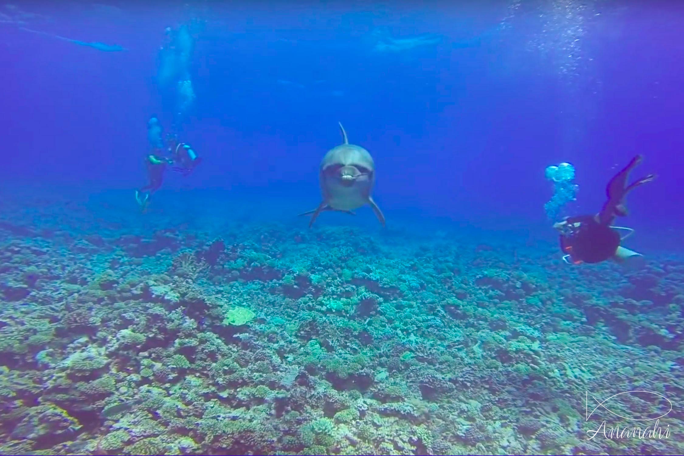 Bottlenose dolphin of French polynesia