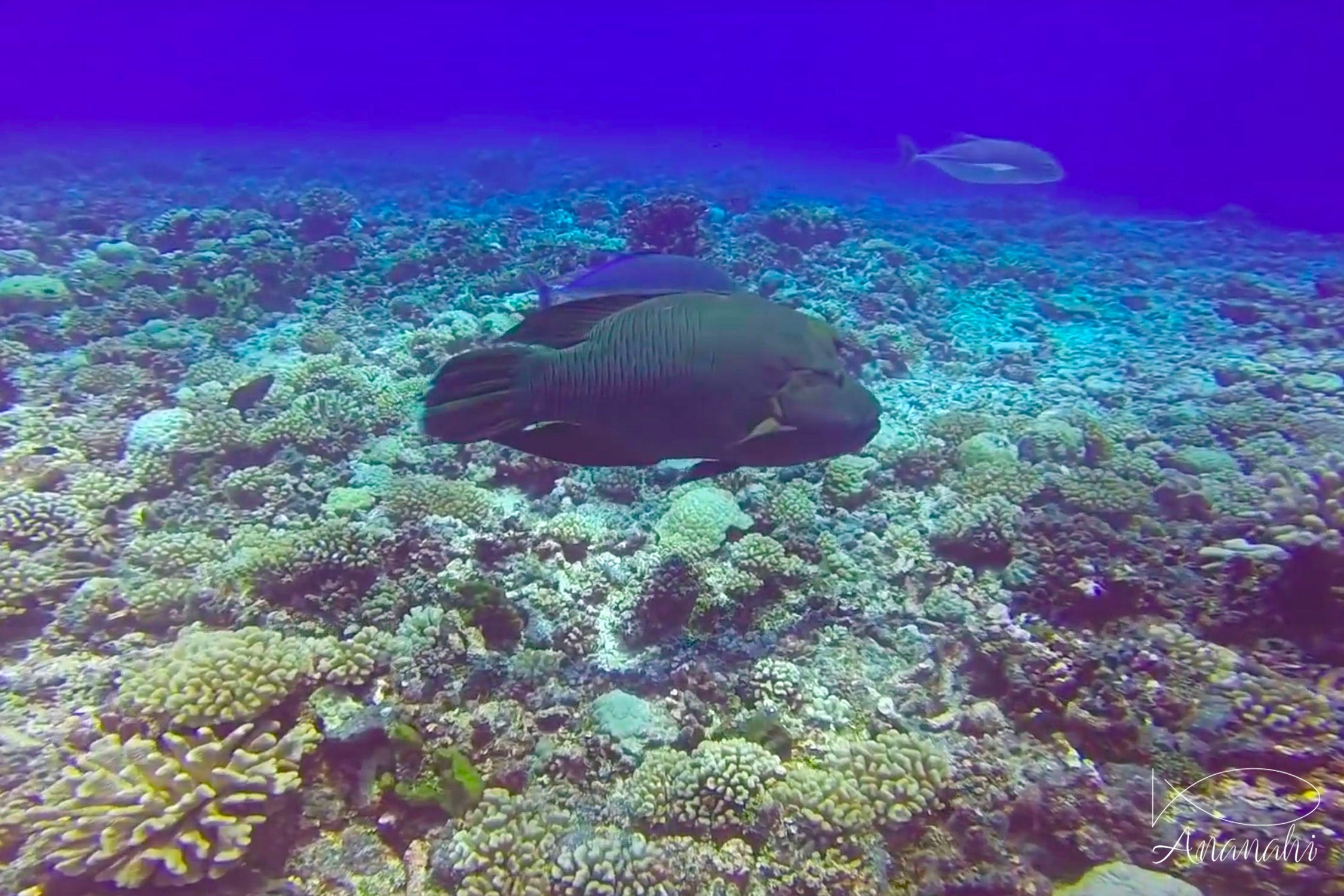 Napoleon wrasse of French polynesia